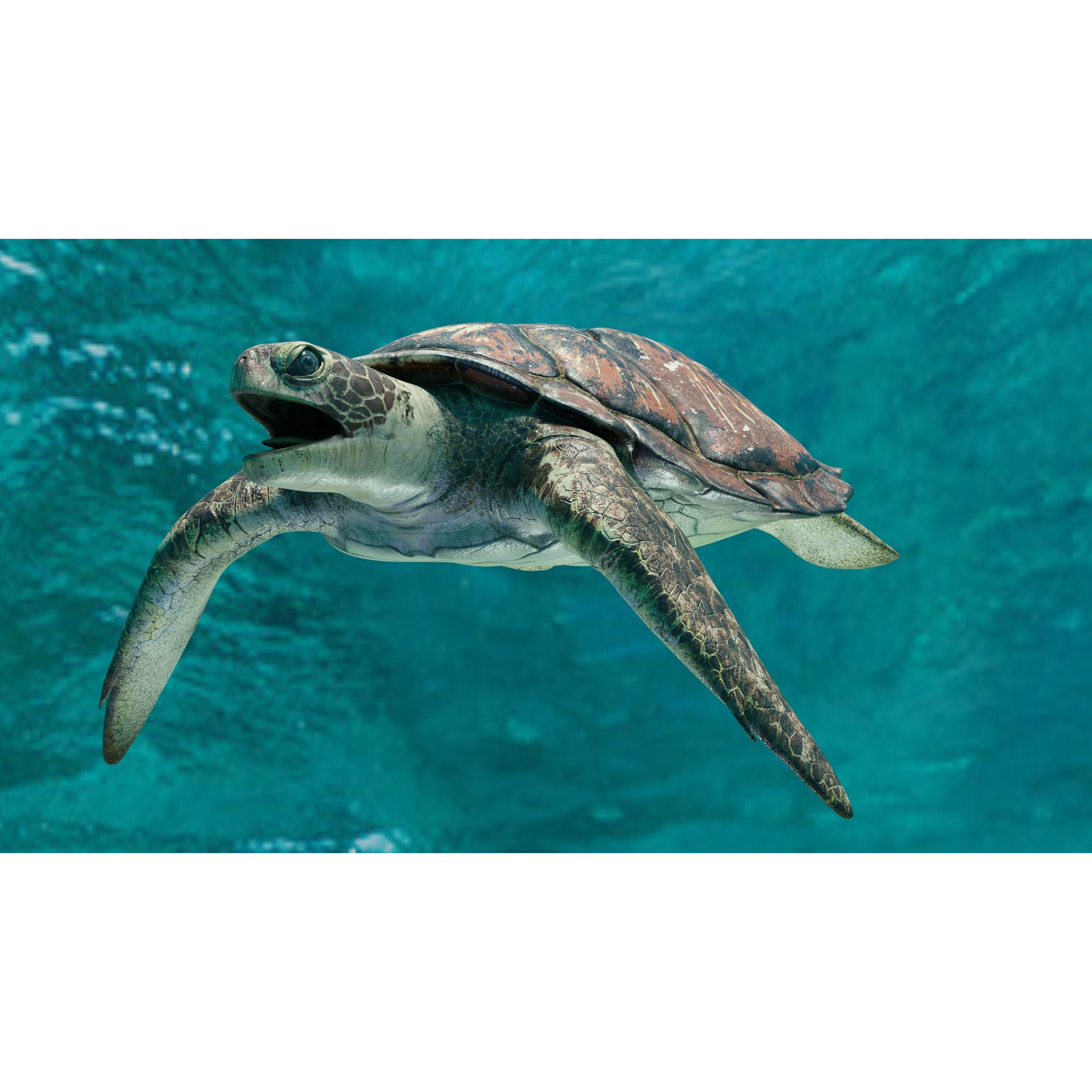 Sea Turtle Animated Low-poly 3D model 5