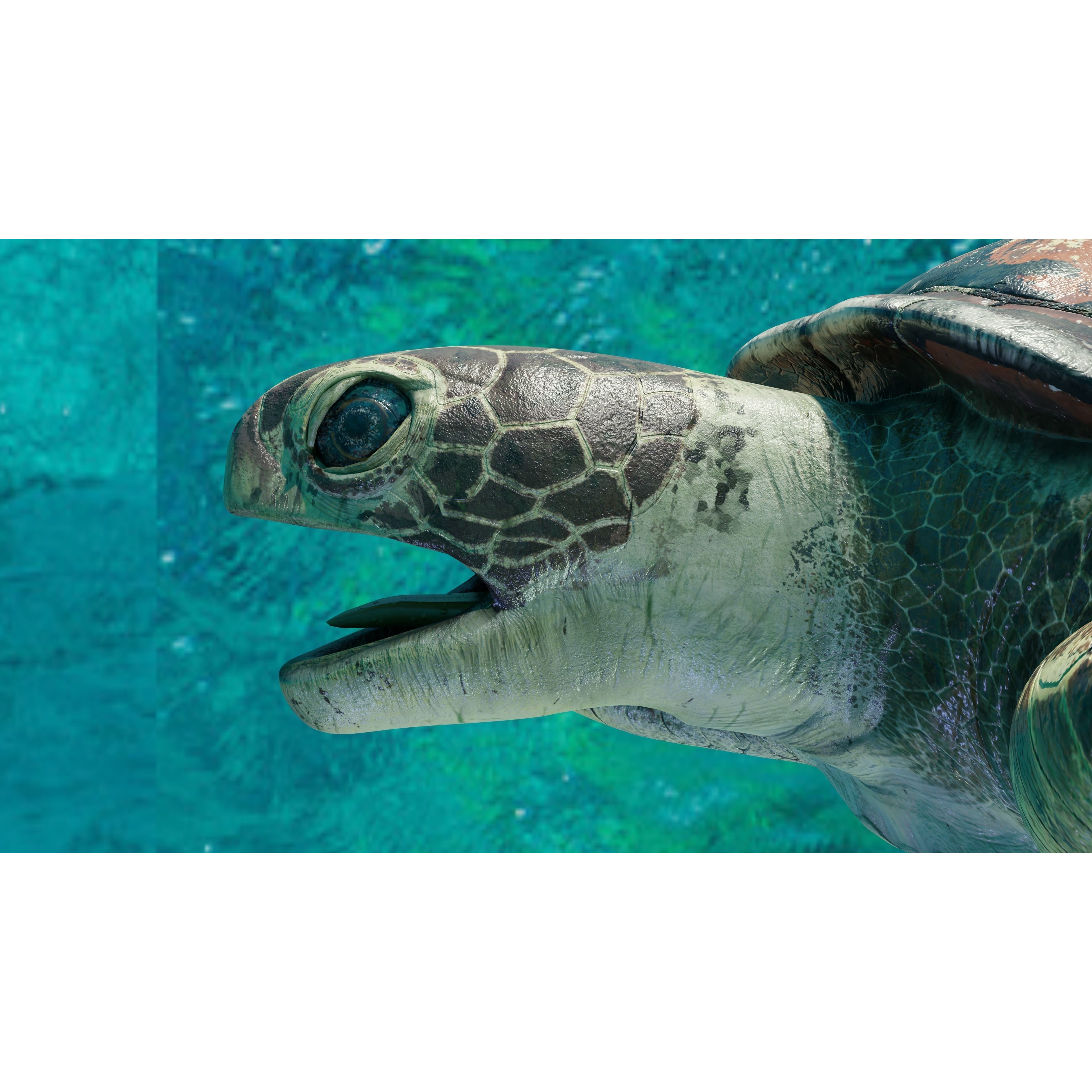 Sea Turtle Animated Low-poly 3D model 6
