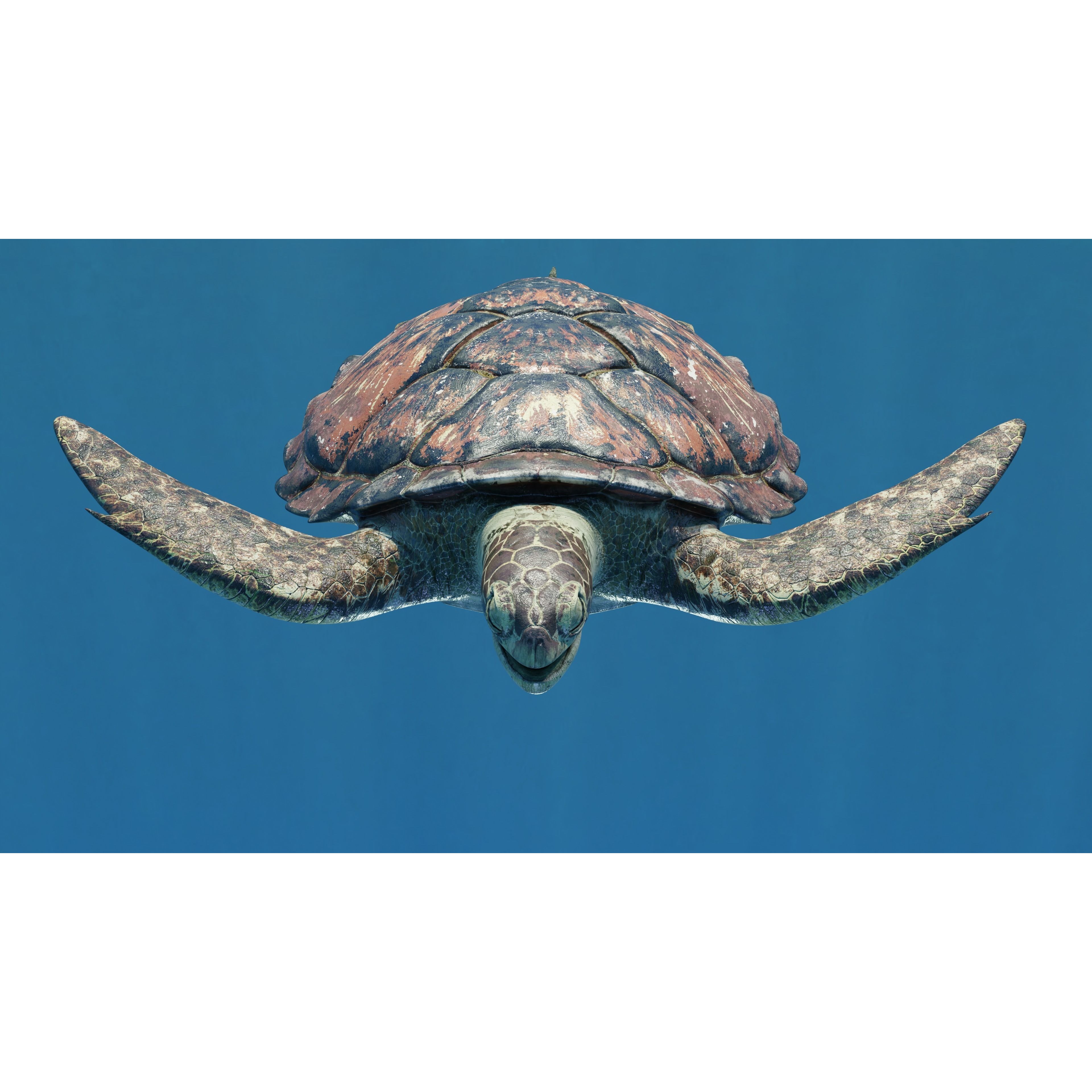 Sea Turtle Animated Low-poly 3D model 7