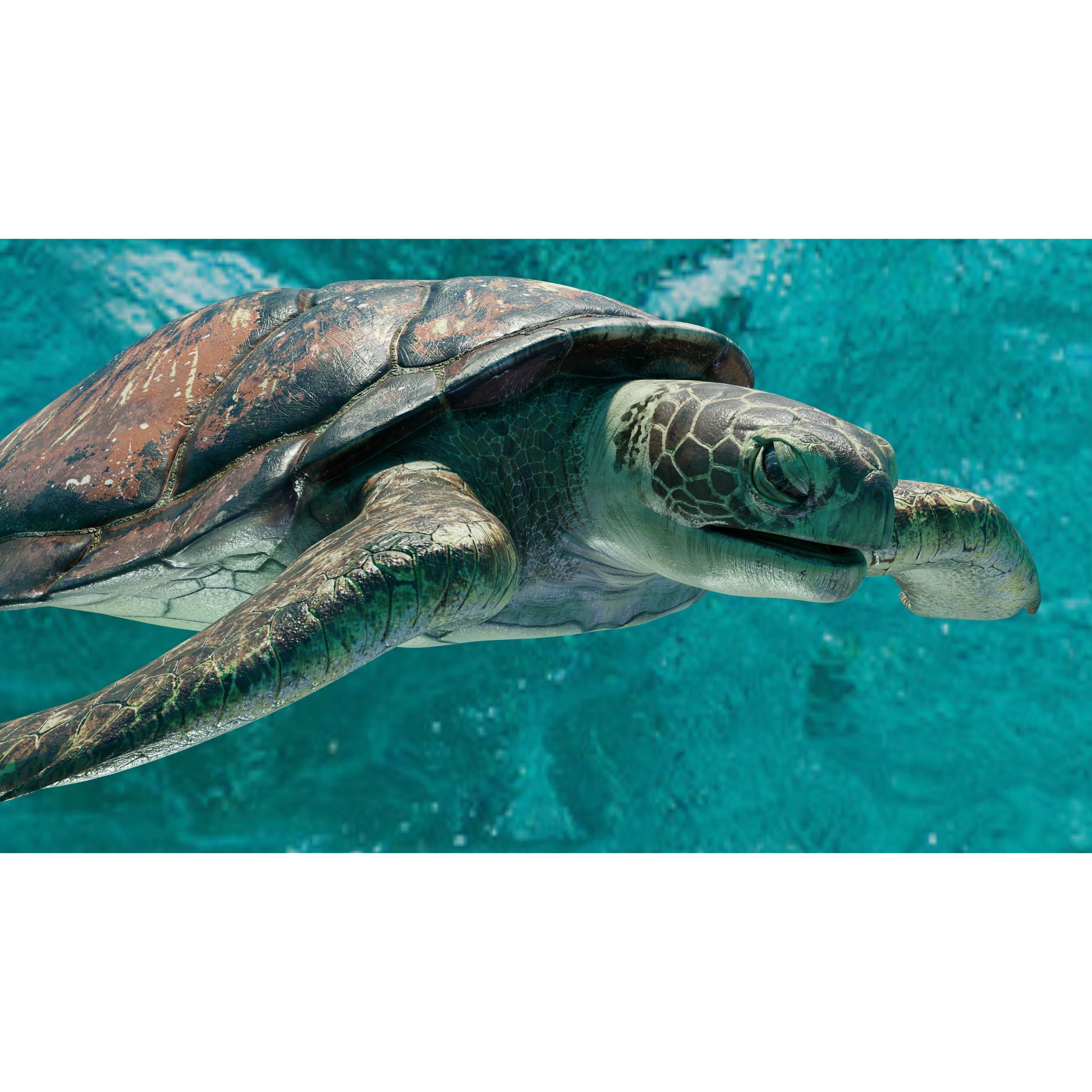 Sea Turtle Animated Low-poly 3D model 8