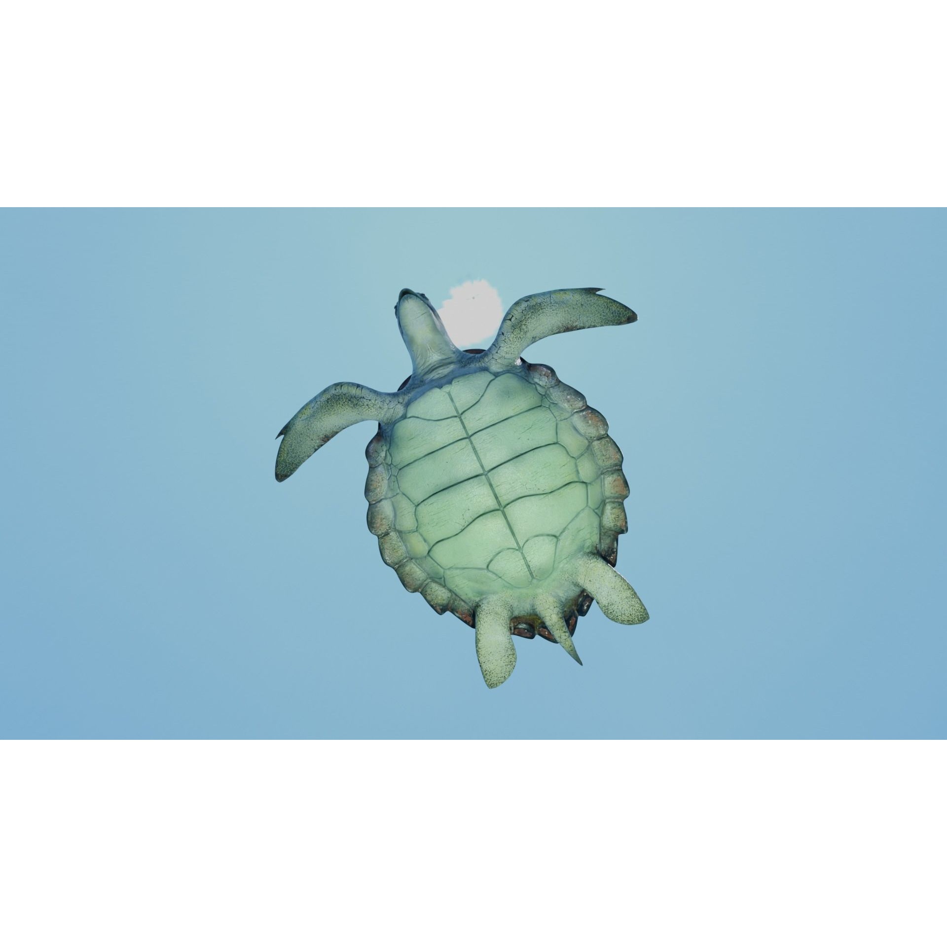 Sea Turtle Animated Low-poly 3D model 9