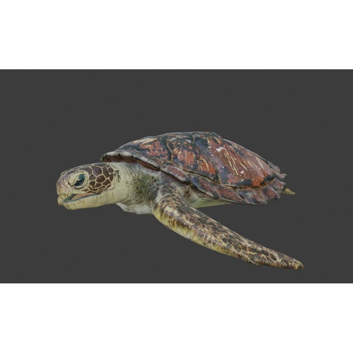 Sea Turtle Animated Low-poly 3D model 10