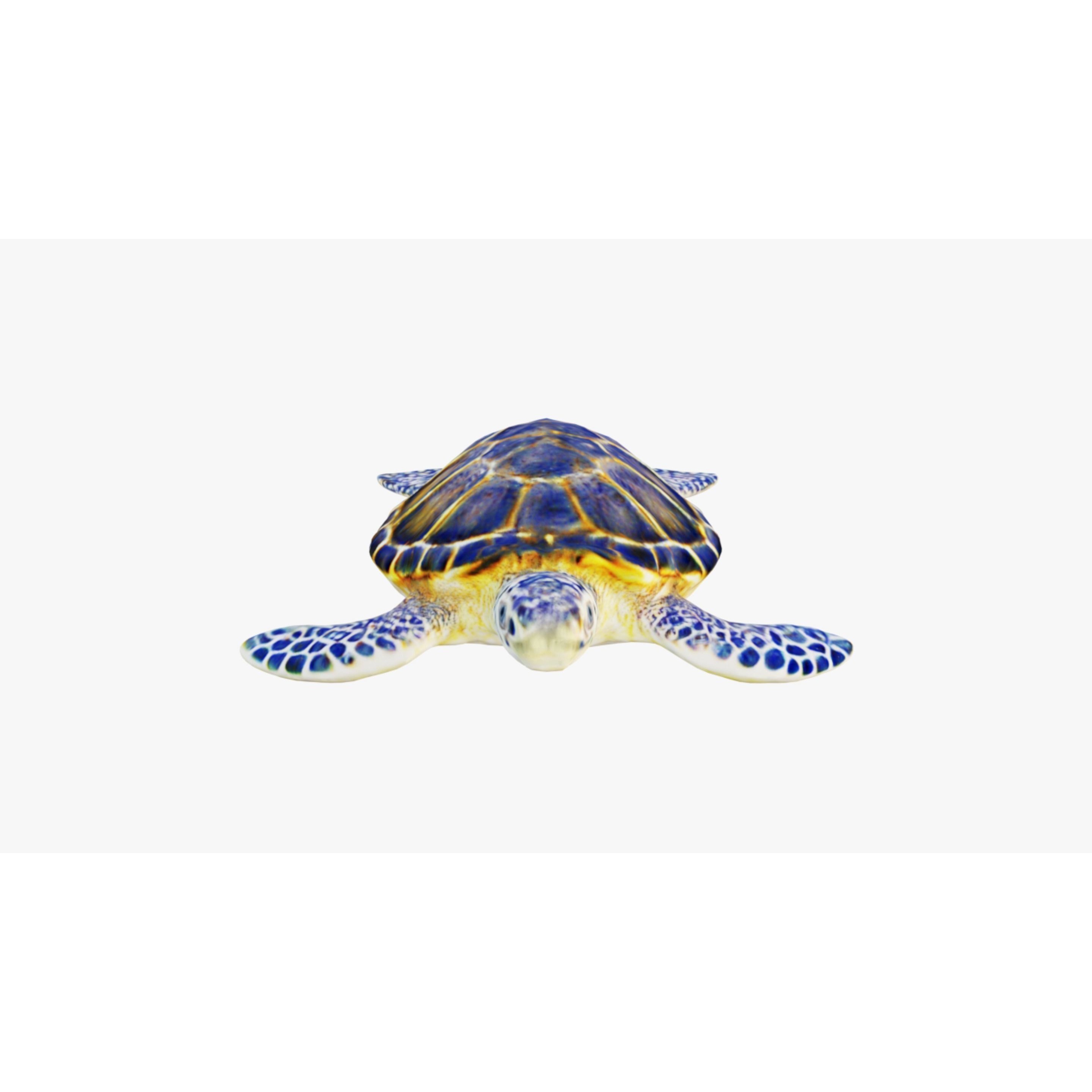 Sea Turtle Free 3D model 3