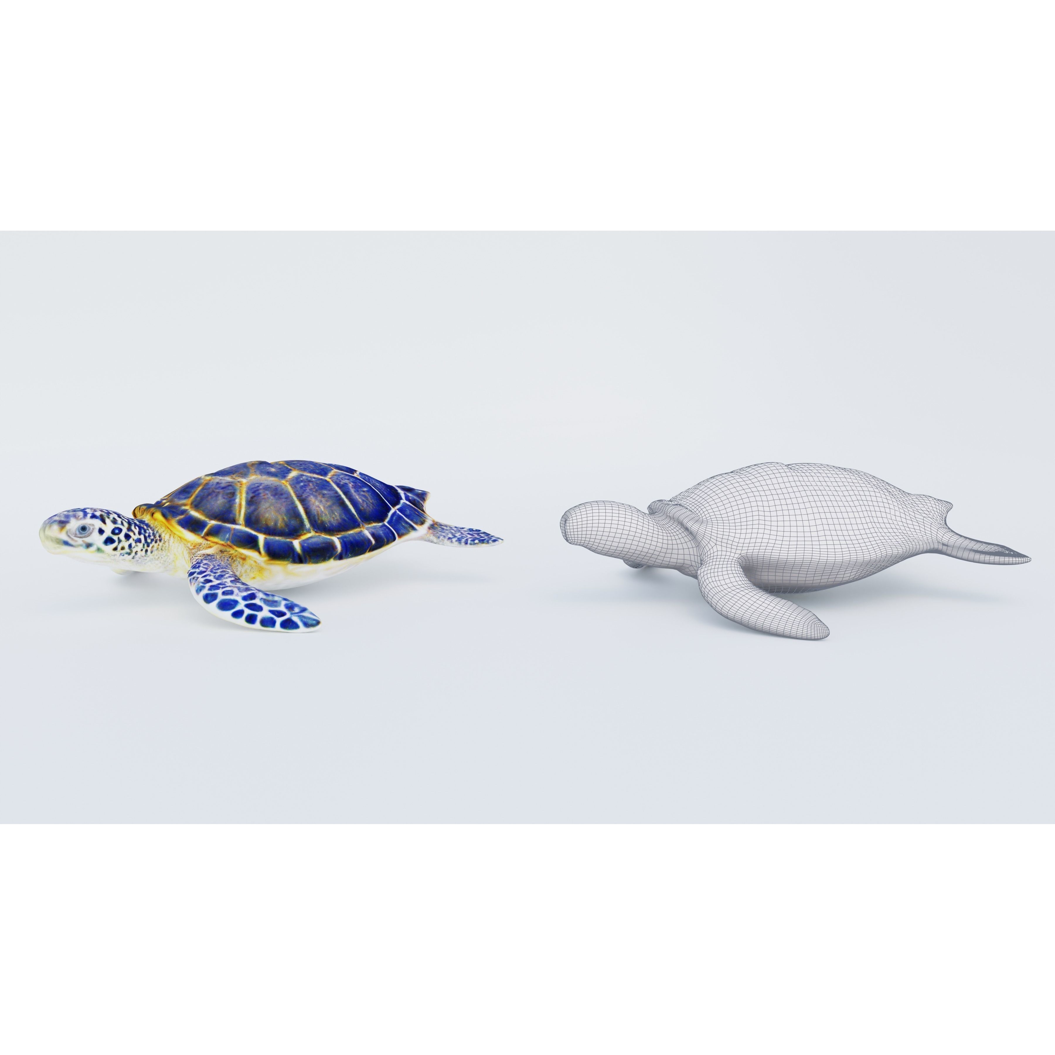 Sea Turtle Free 3D model 6