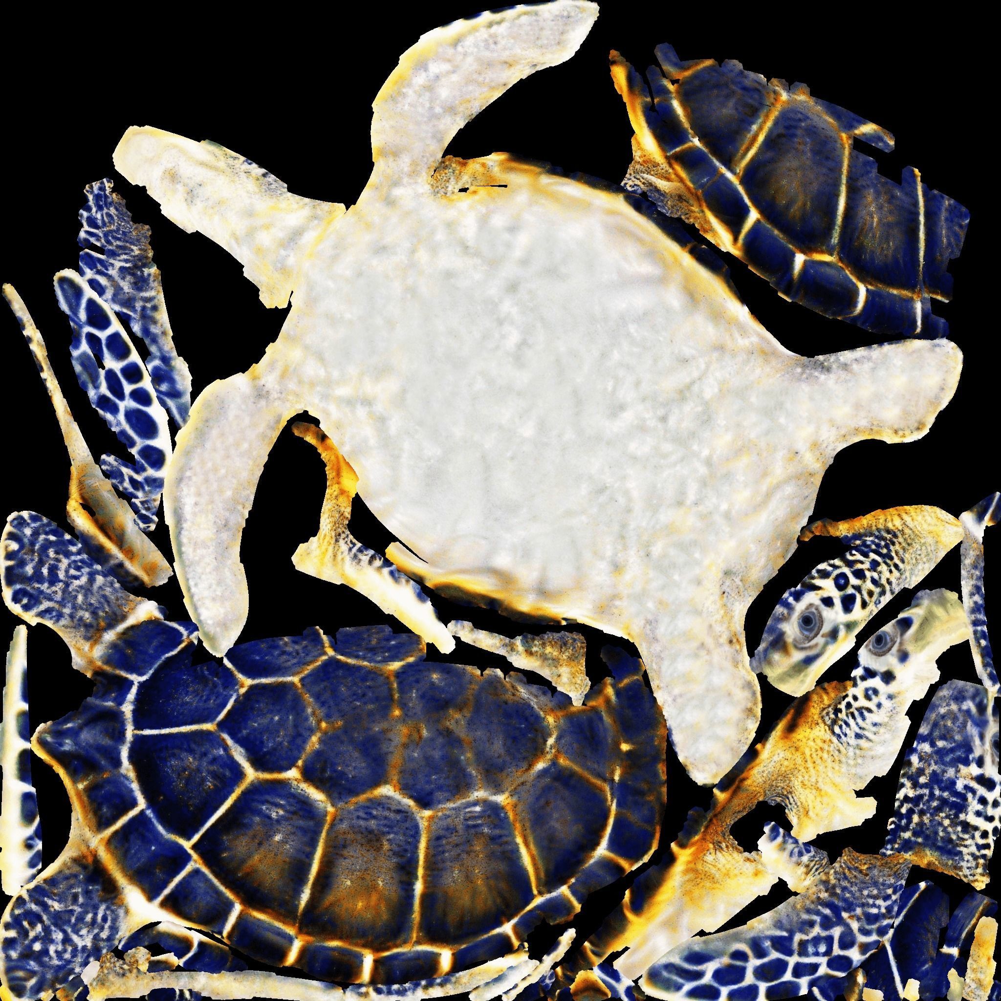Sea Turtle Free 3D model 8