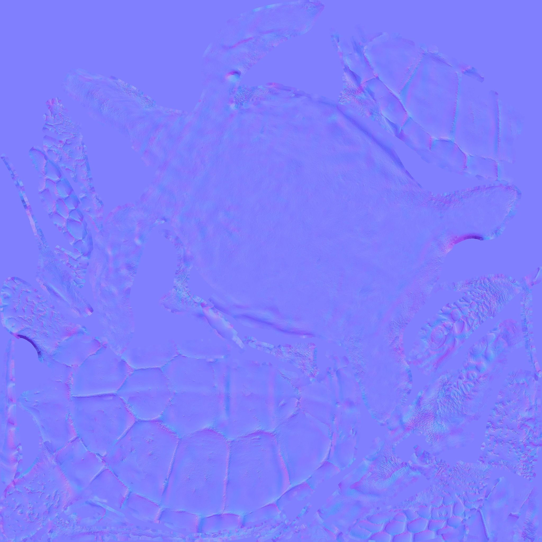 Sea Turtle Free 3D model 9