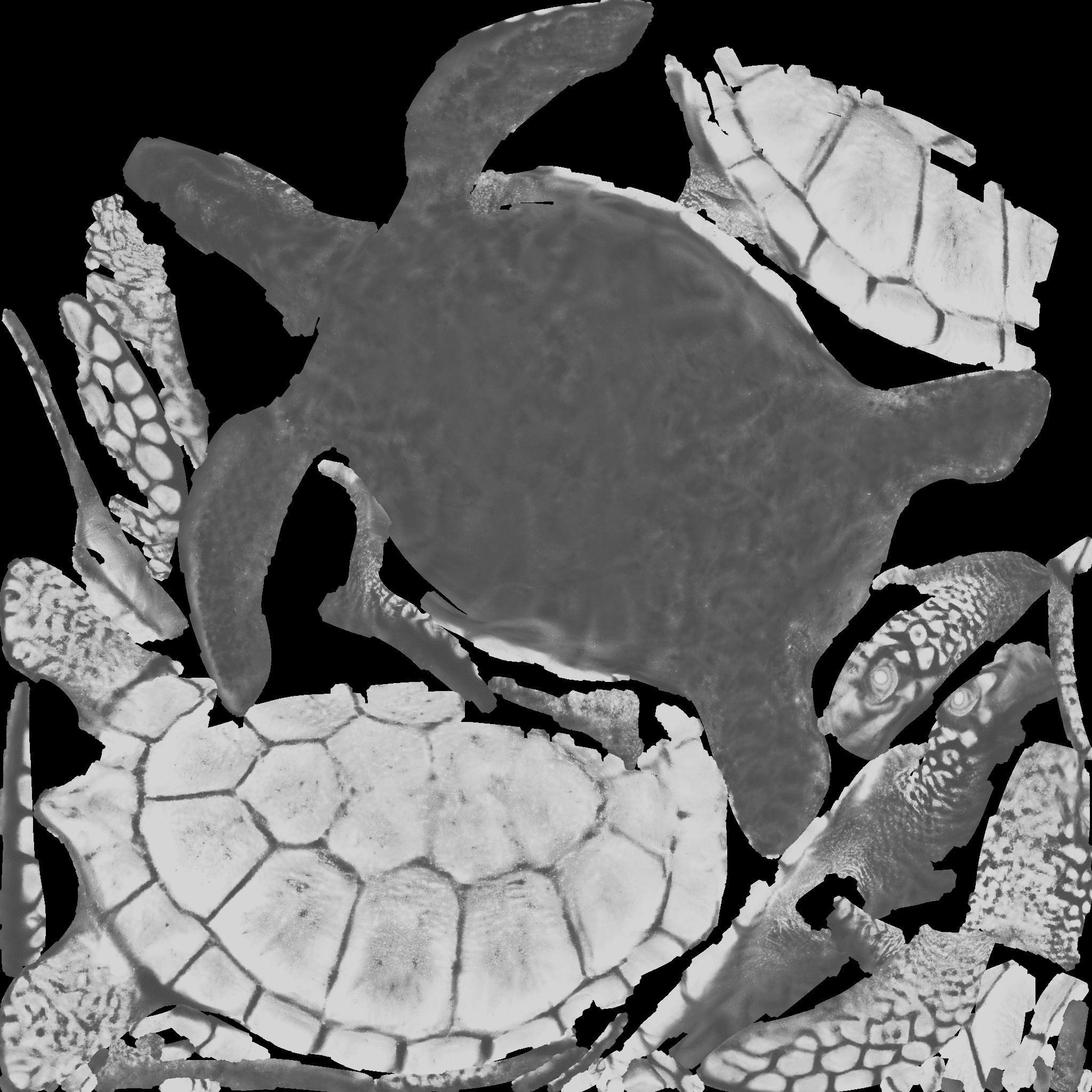 Sea Turtle Free 3D model 10