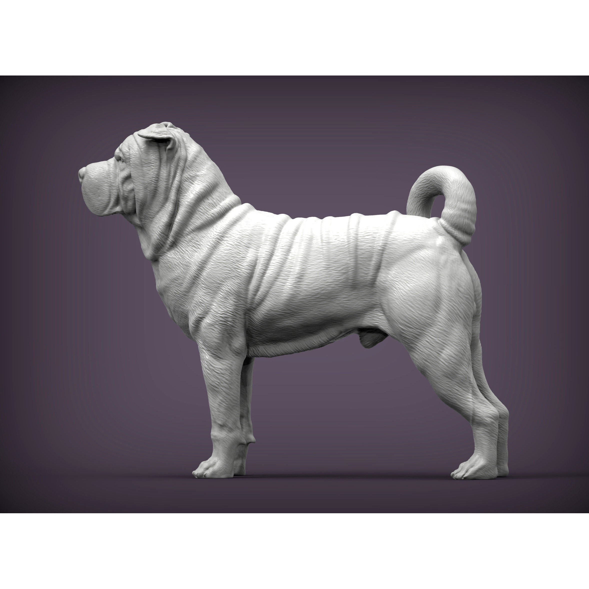 sharpei dog 3D print model 2