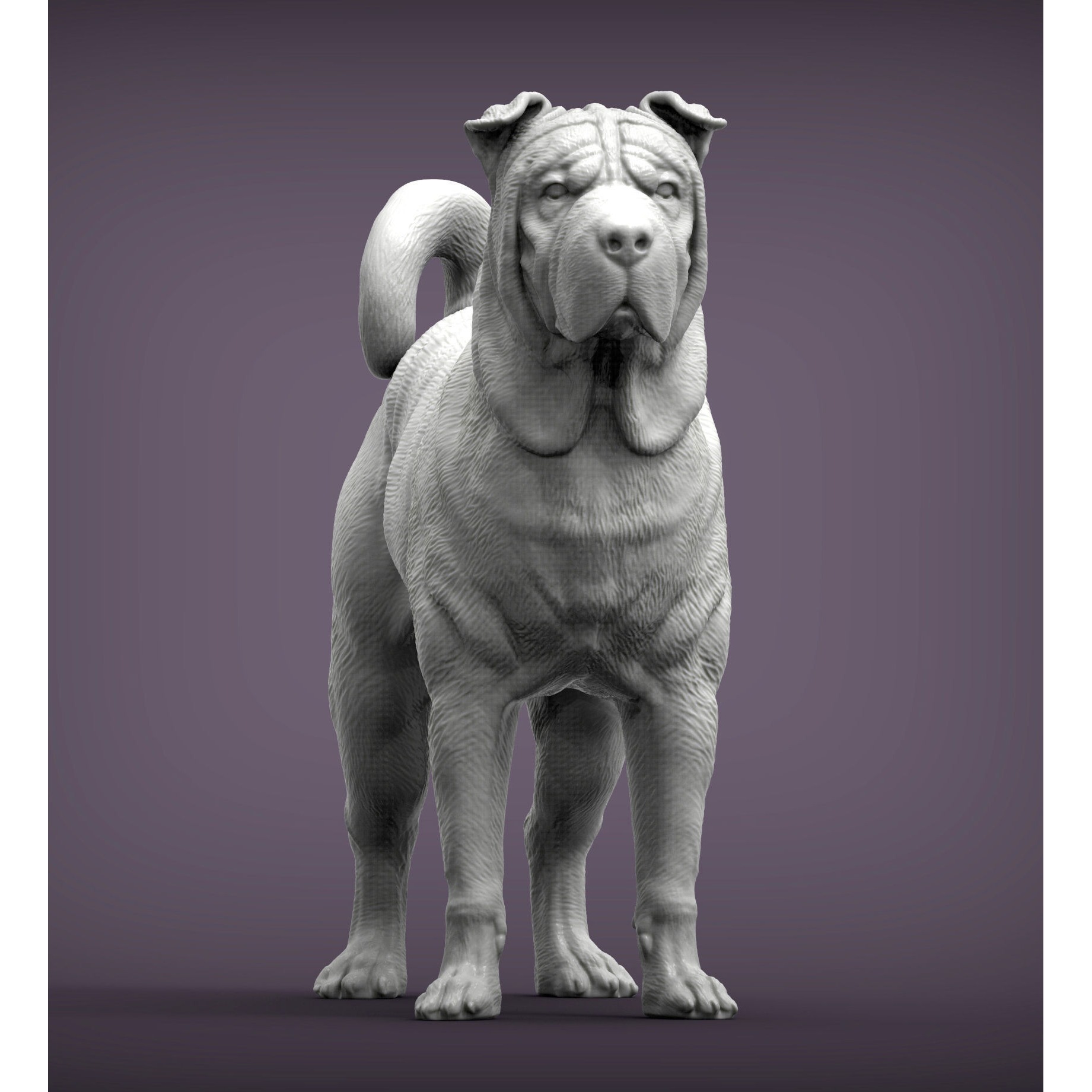 sharpei dog 3D print model 4