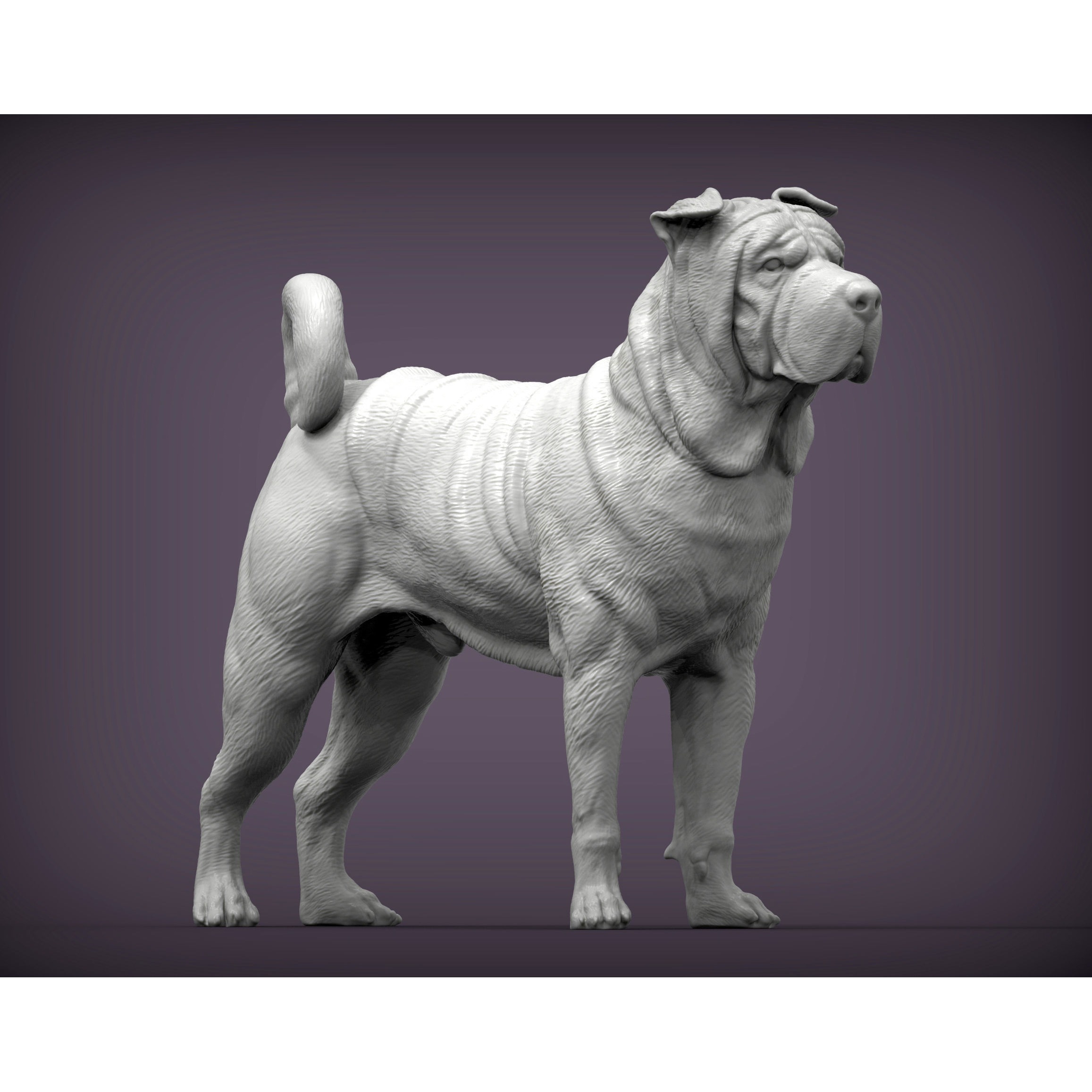 sharpei dog 3D print model 5