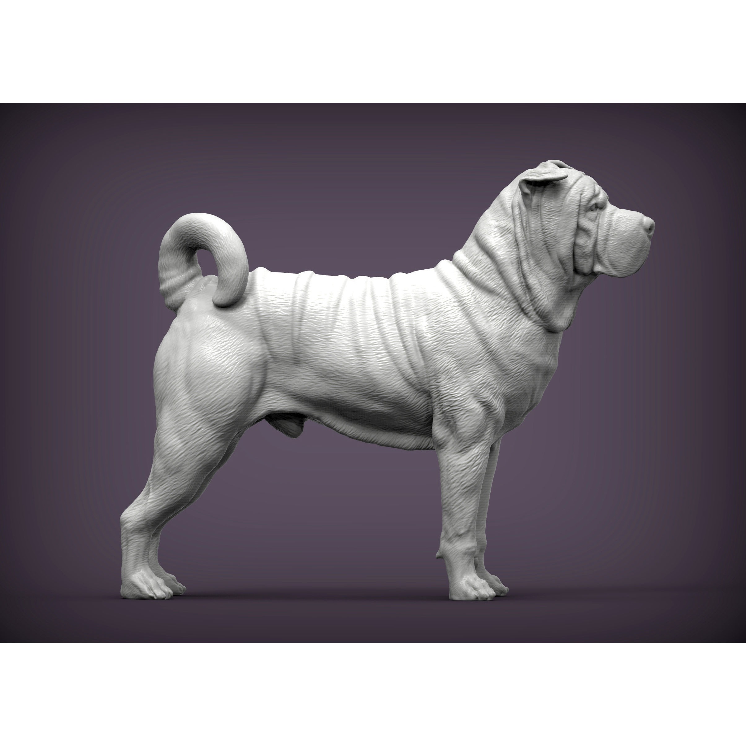 sharpei dog 3D print model 6