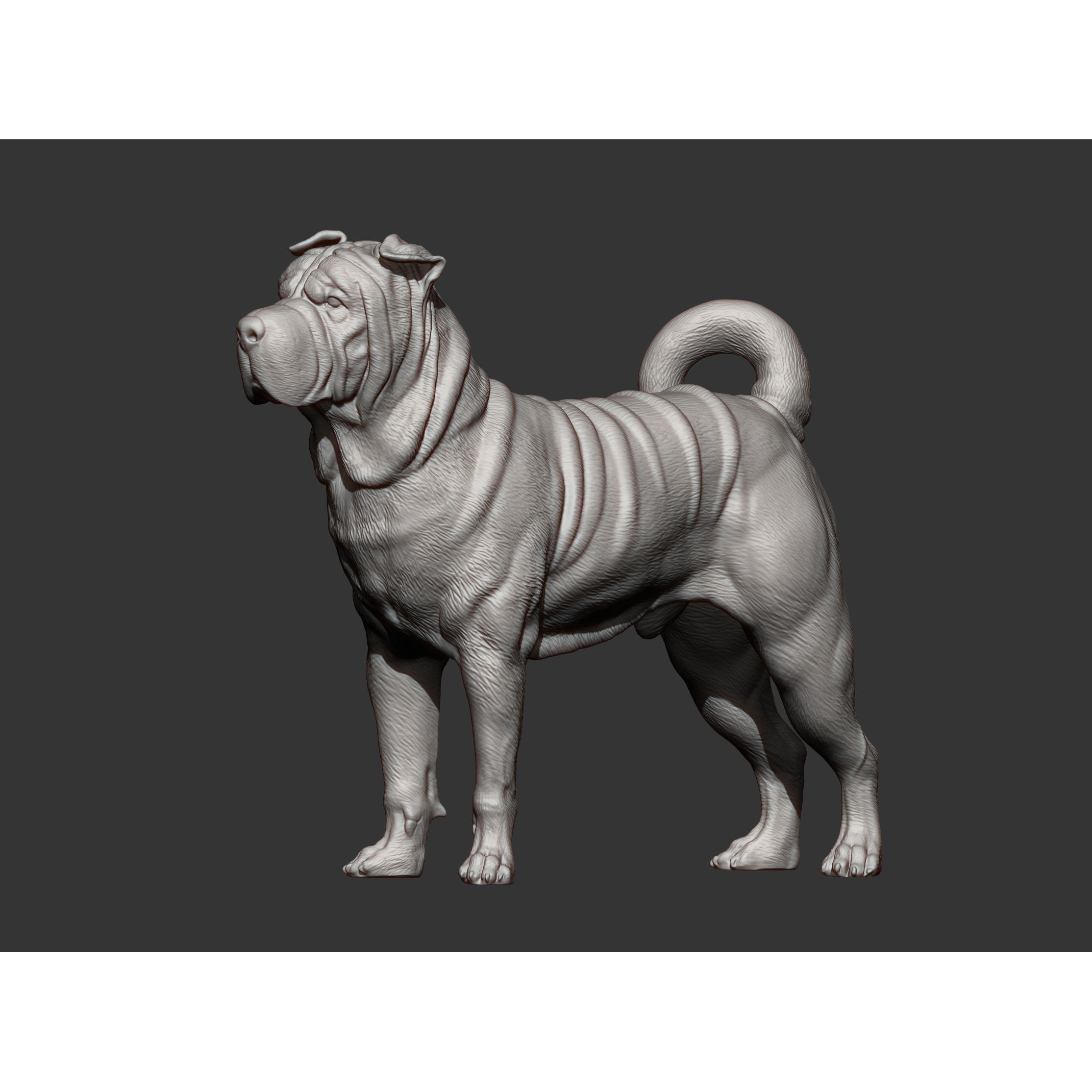 sharpei dog 3D print model 7