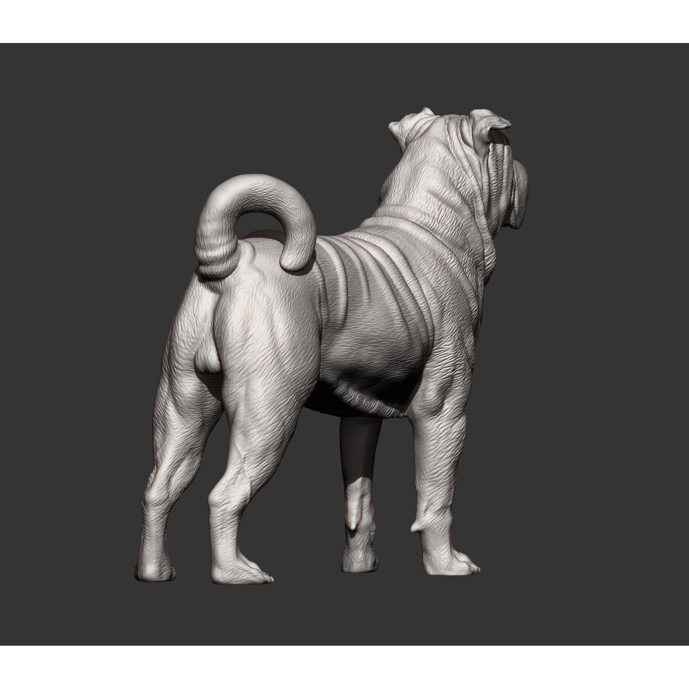 sharpei dog 3D print model 8