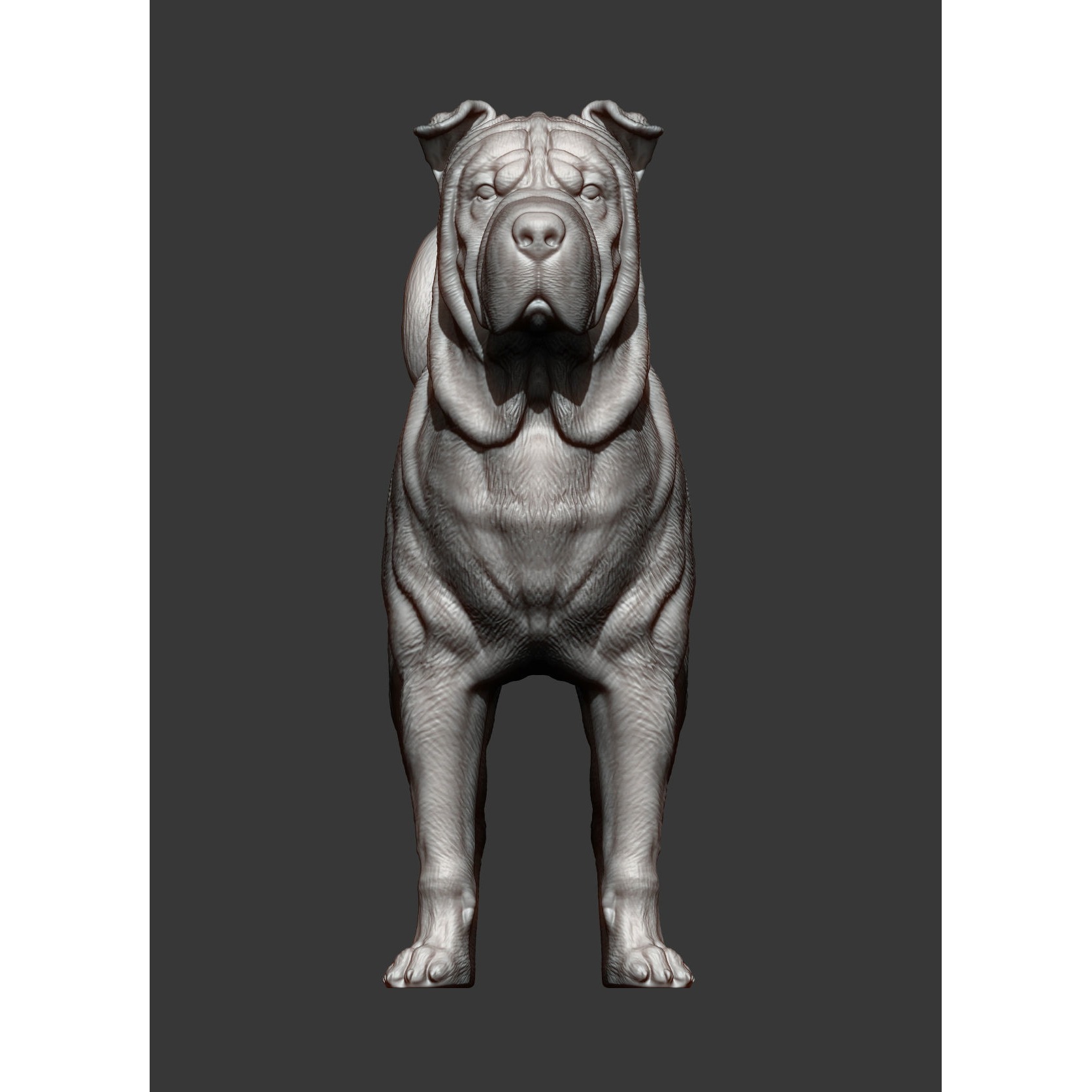 sharpei dog 3D print model 9