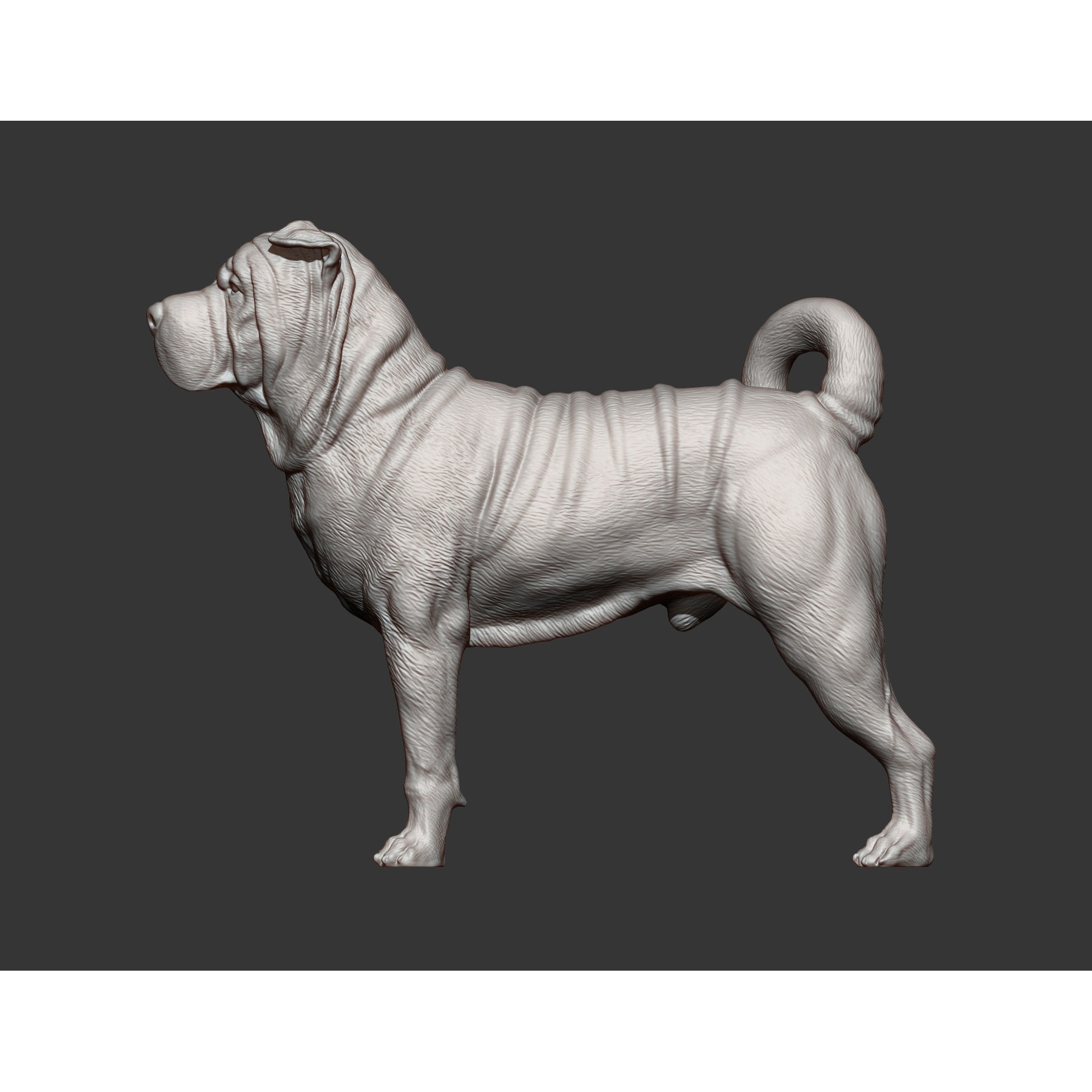 sharpei dog 3D print model 10