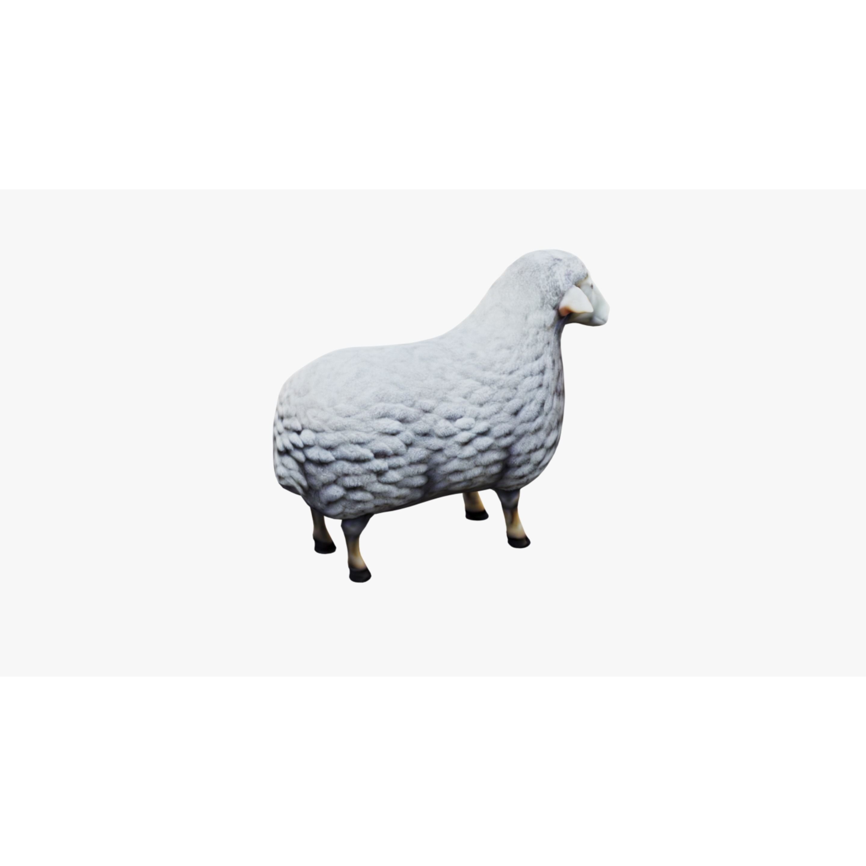 Sheep Free 3D model 5