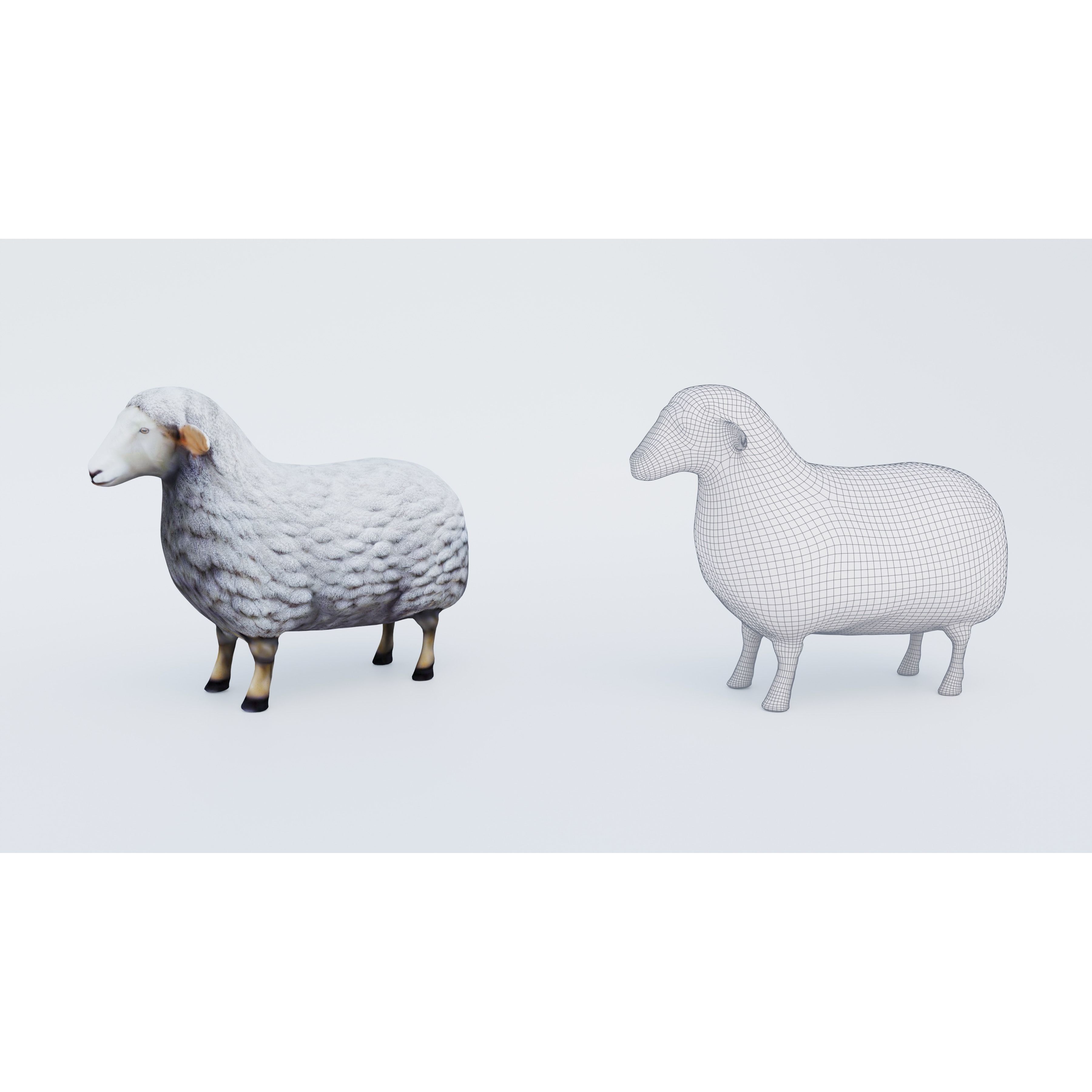 Sheep Free 3D model 6