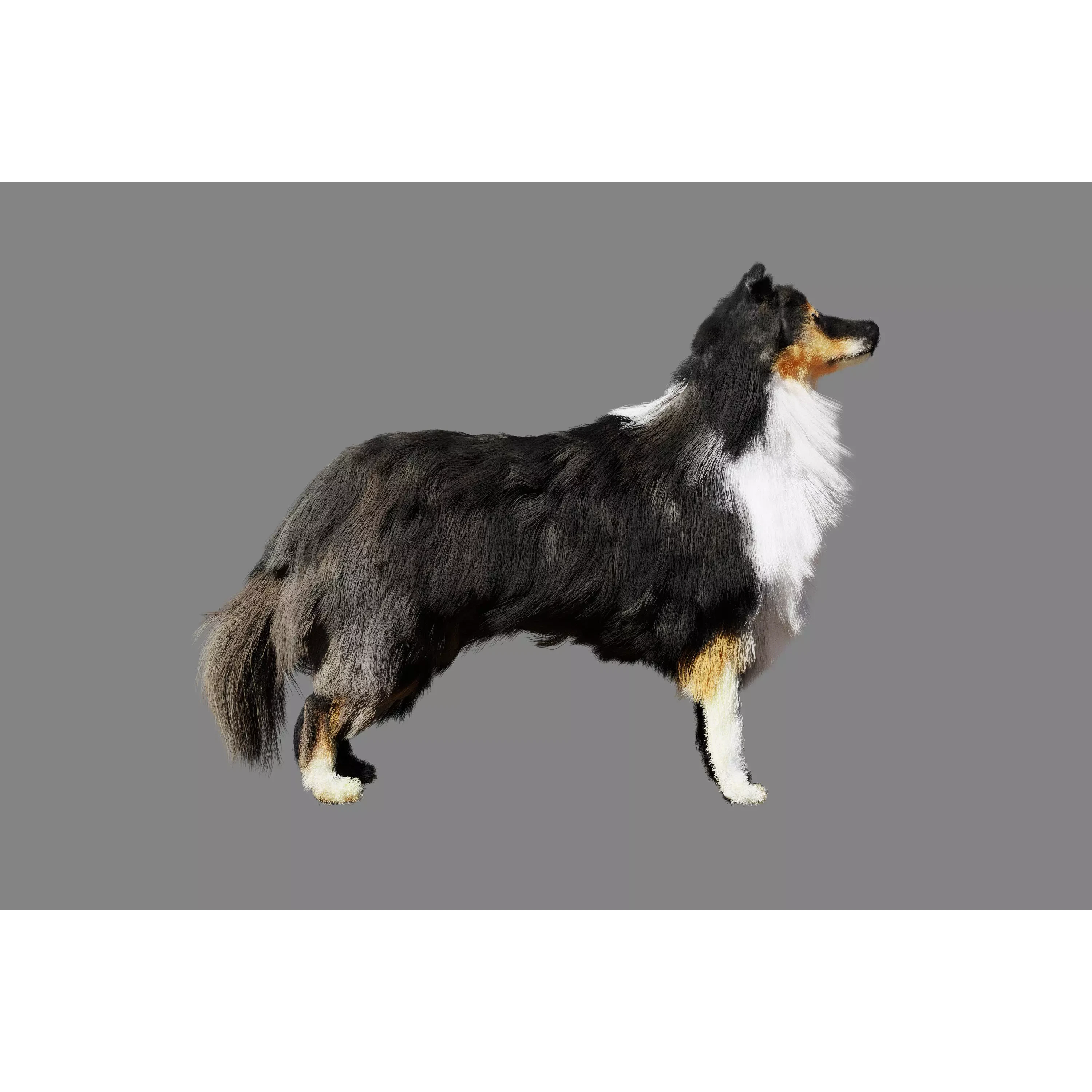 Sheltie dog pet Free 3D model