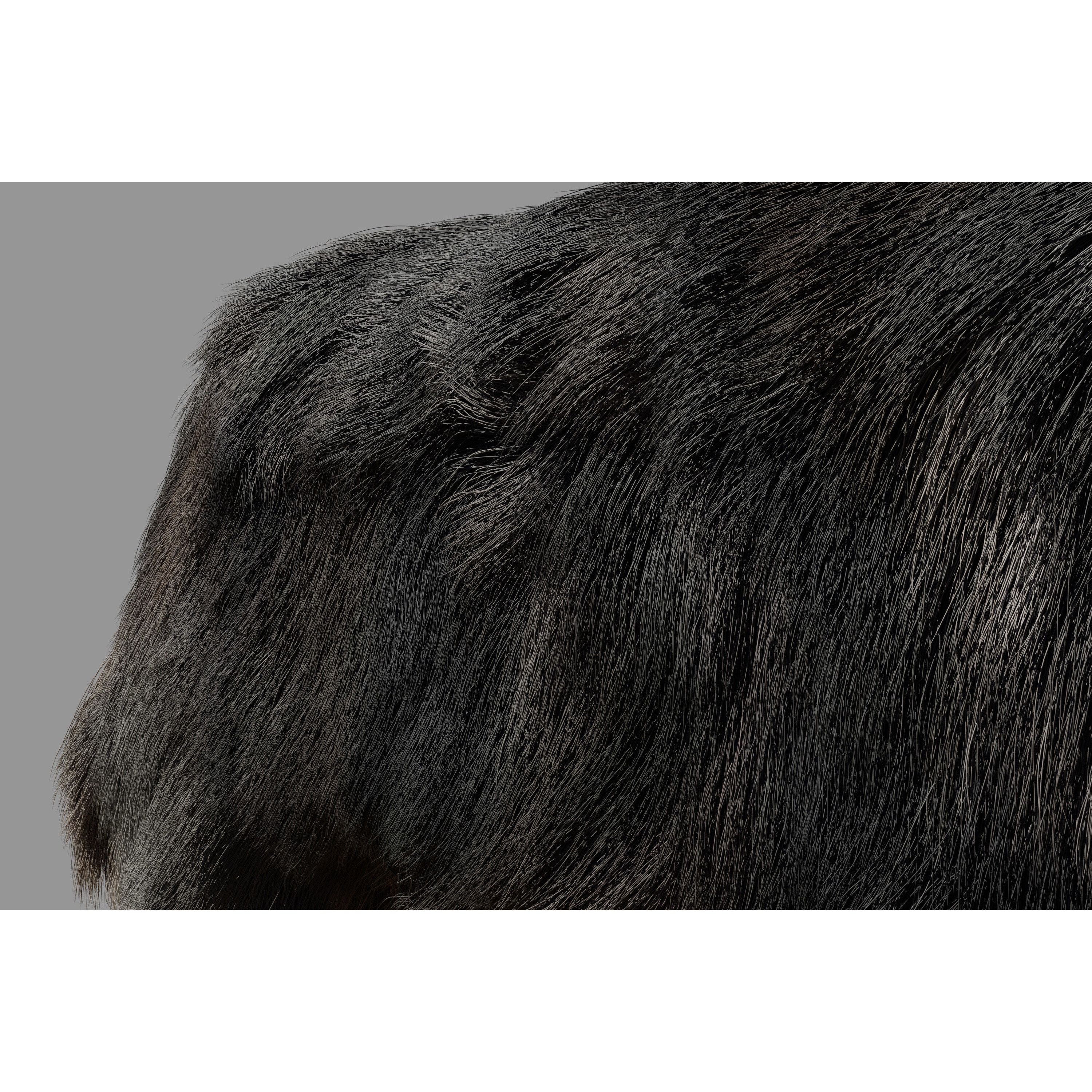 Sheltie dog pet Free 3D model 2