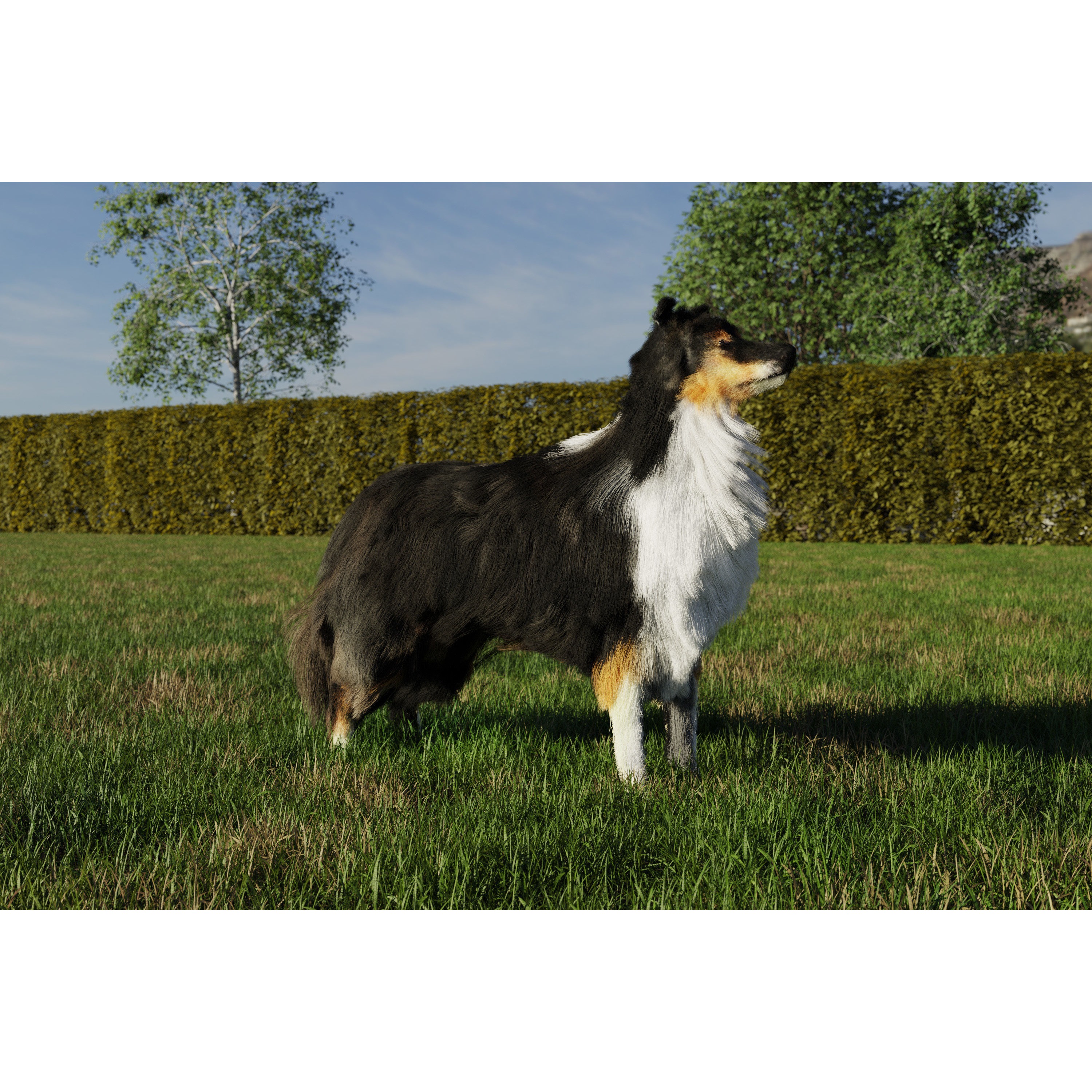 Sheltie dog pet Free 3D model 3