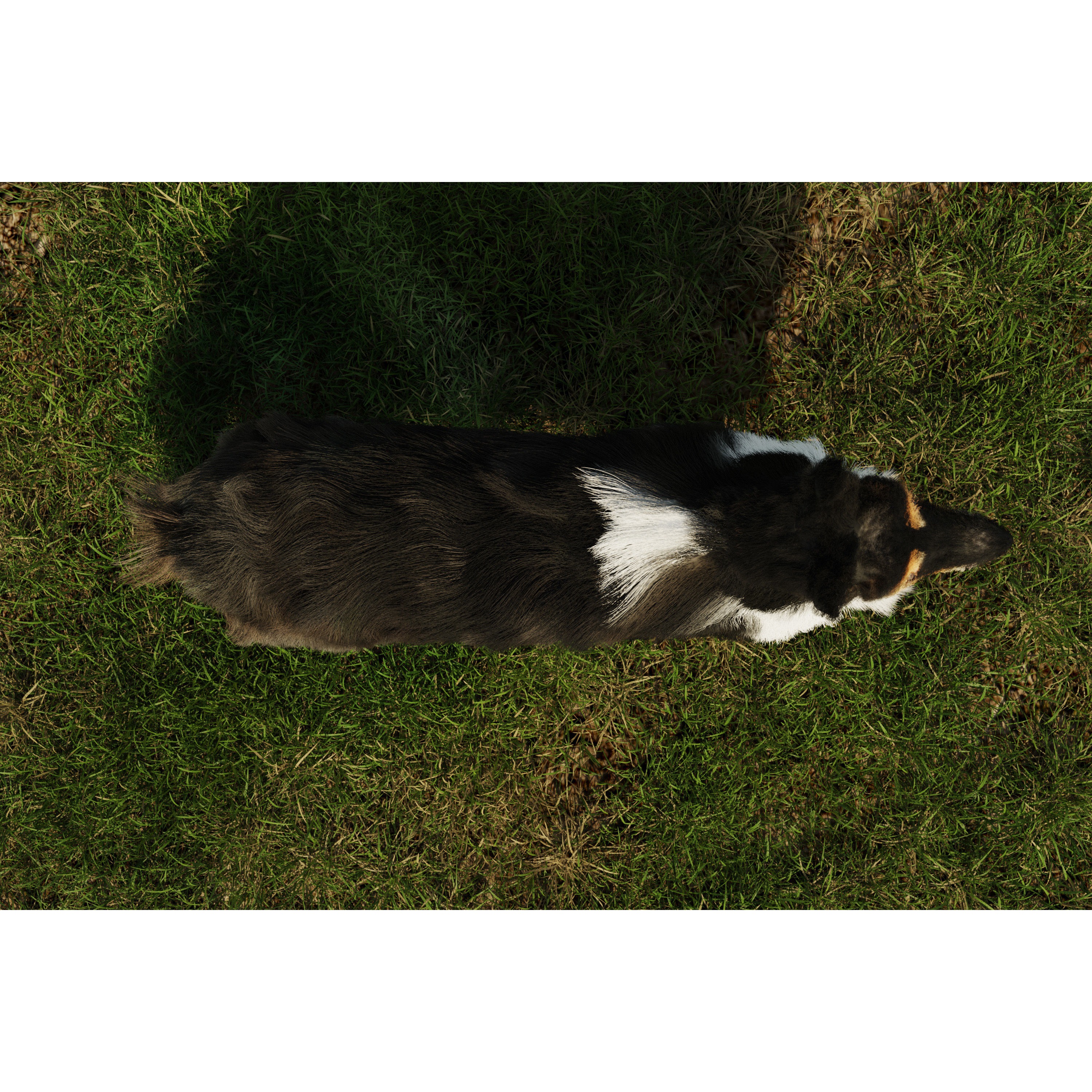 Sheltie dog pet Free 3D model 4