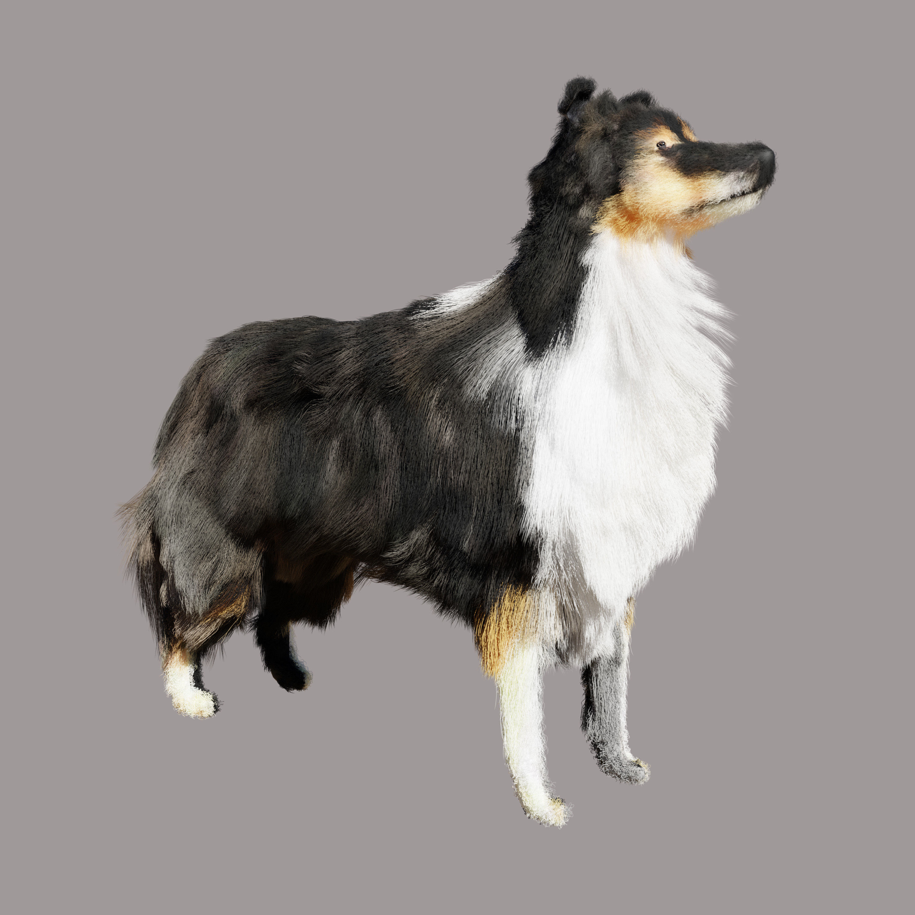 Sheltie dog pet Free 3D model 5