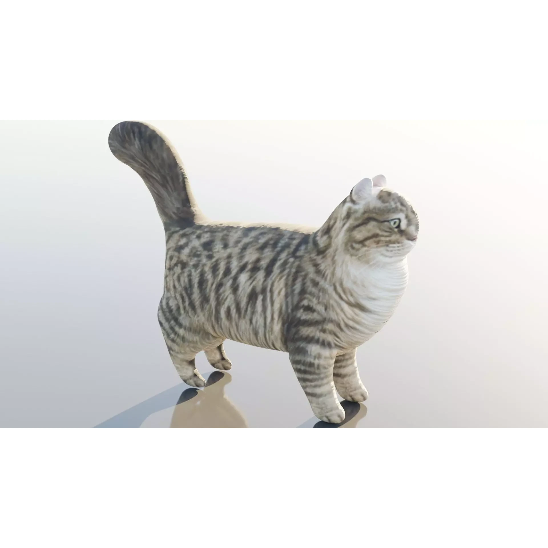 Siberian Cat Free 3D model
