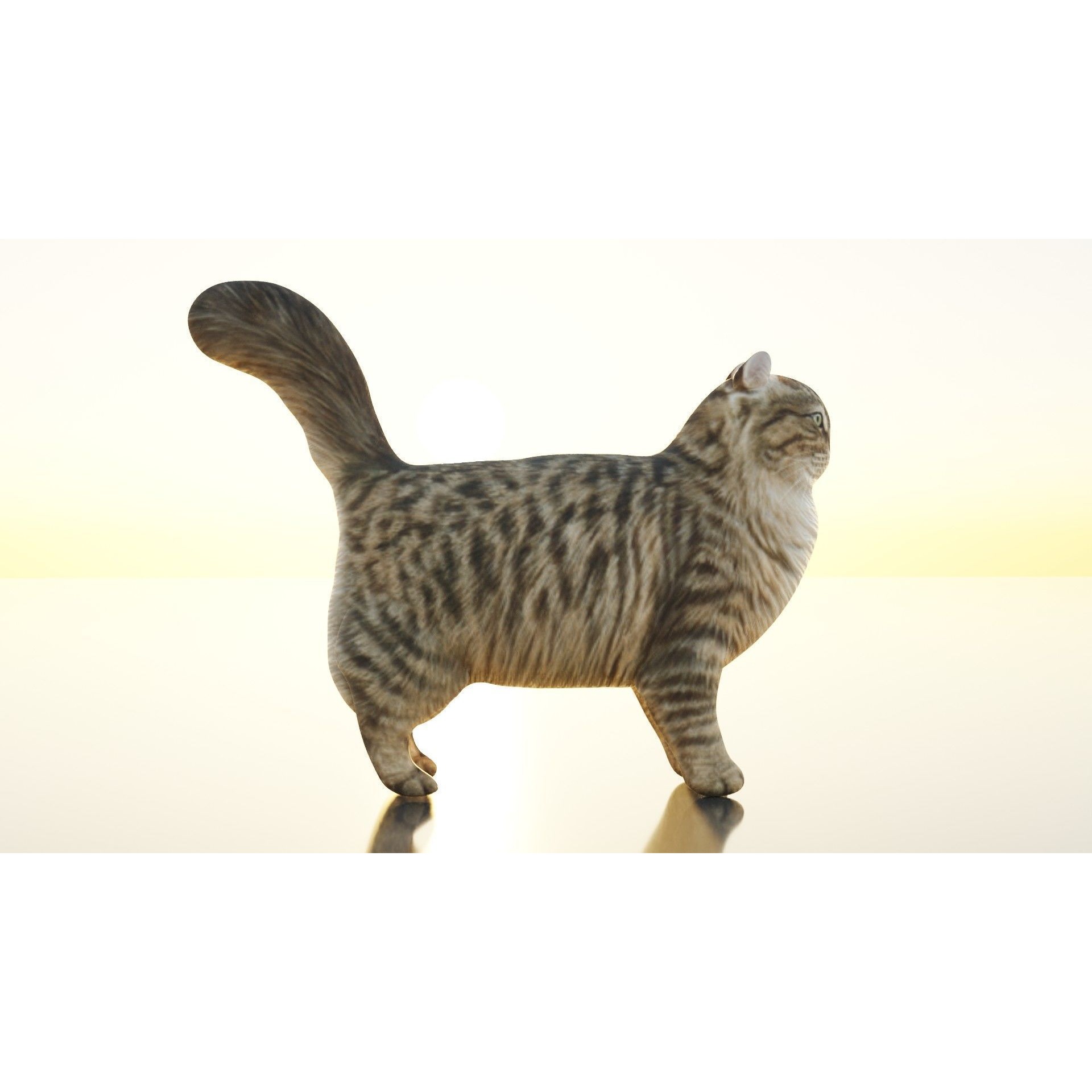 Siberian Cat Free 3D model 4