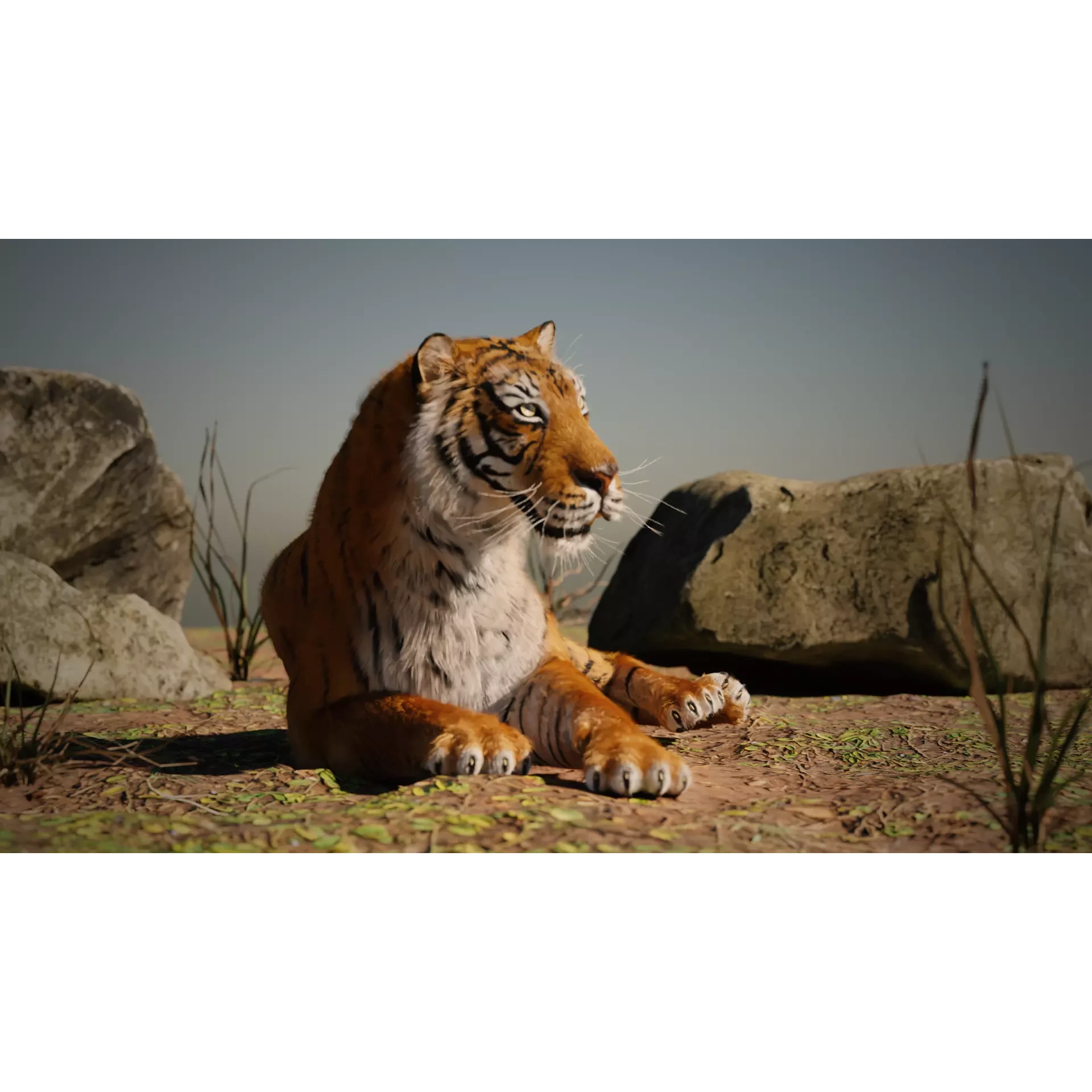 Siberian tiger 3D model