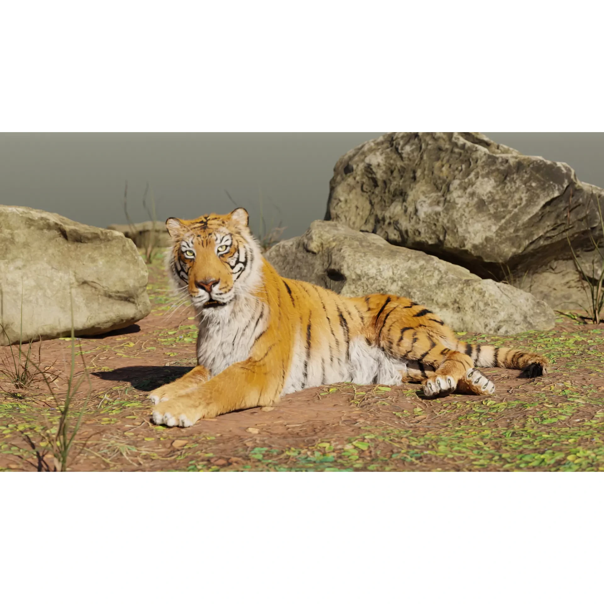 Siberian tiger 3D model 2