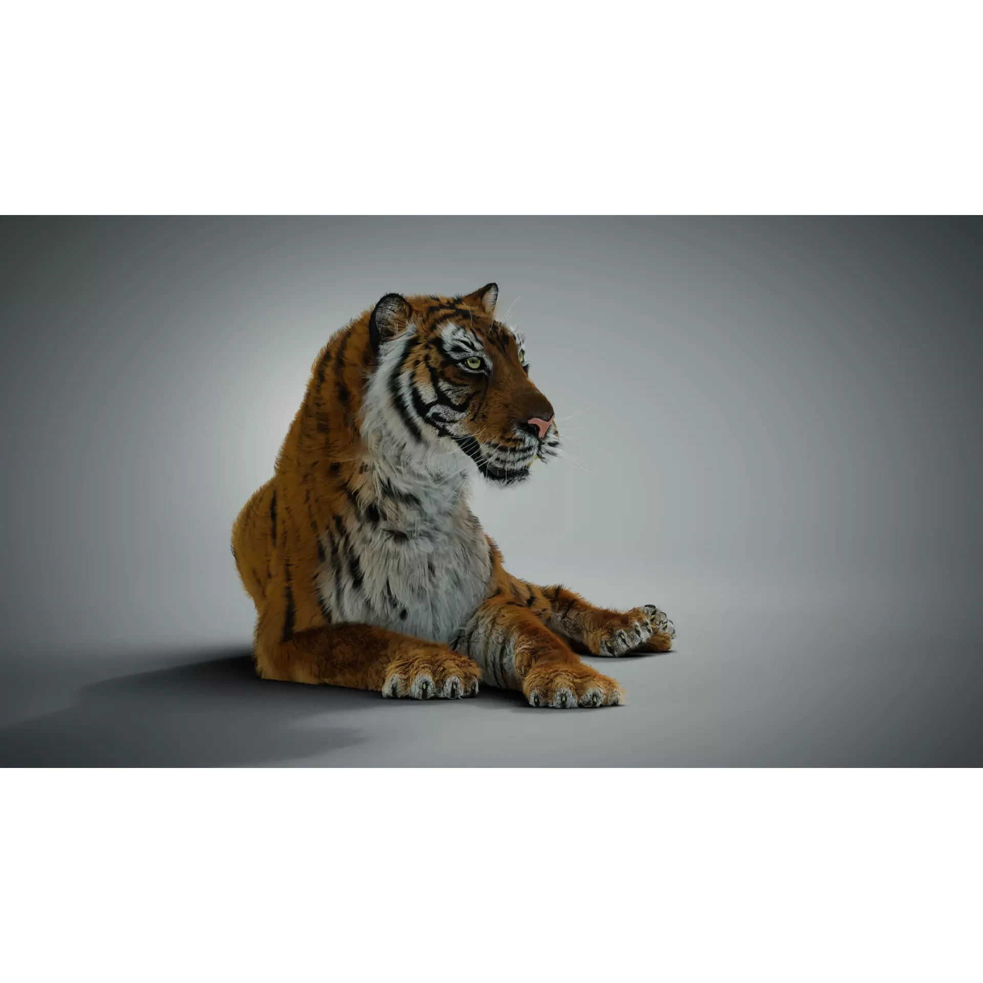 Siberian tiger 3D model 3