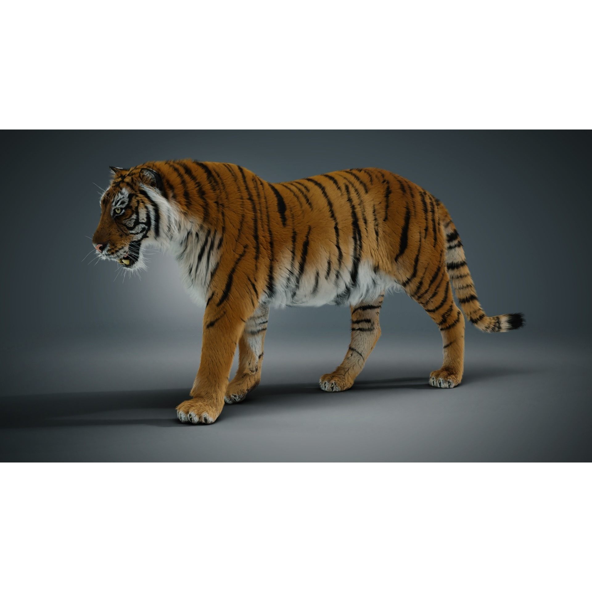 Siberian tiger 3D model 4
