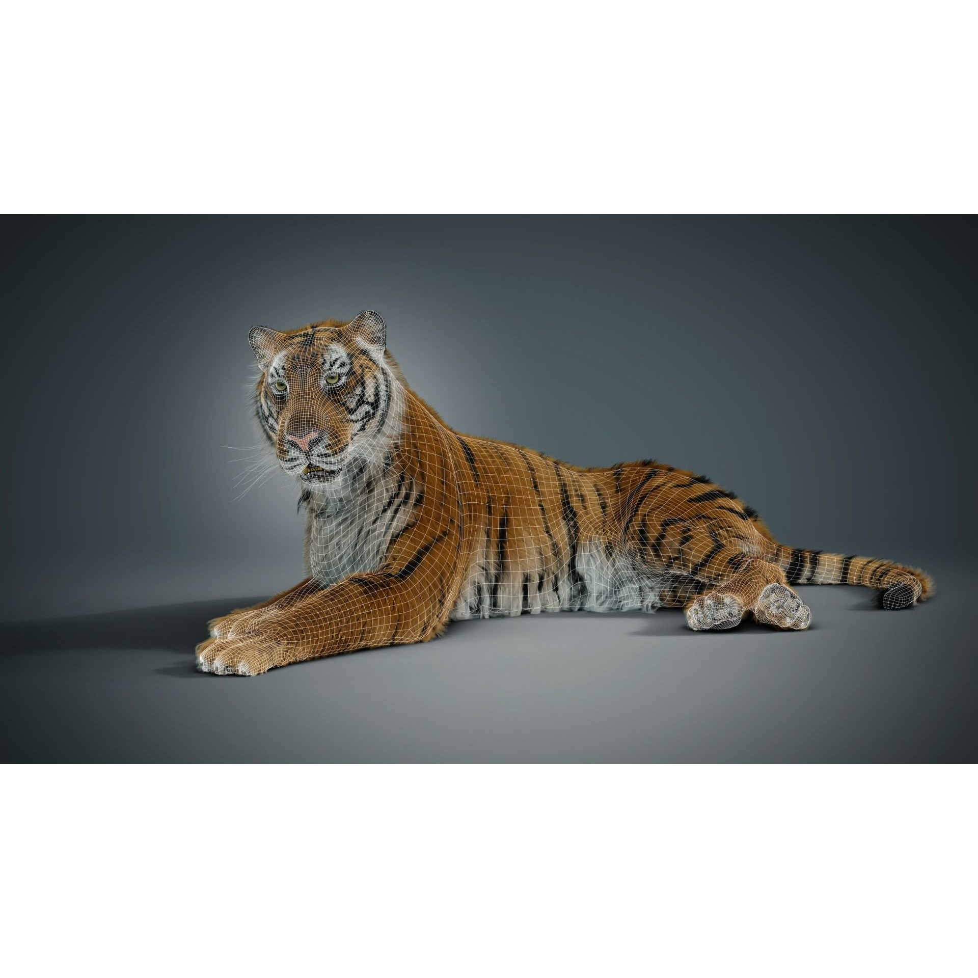 Siberian tiger 3D model 5