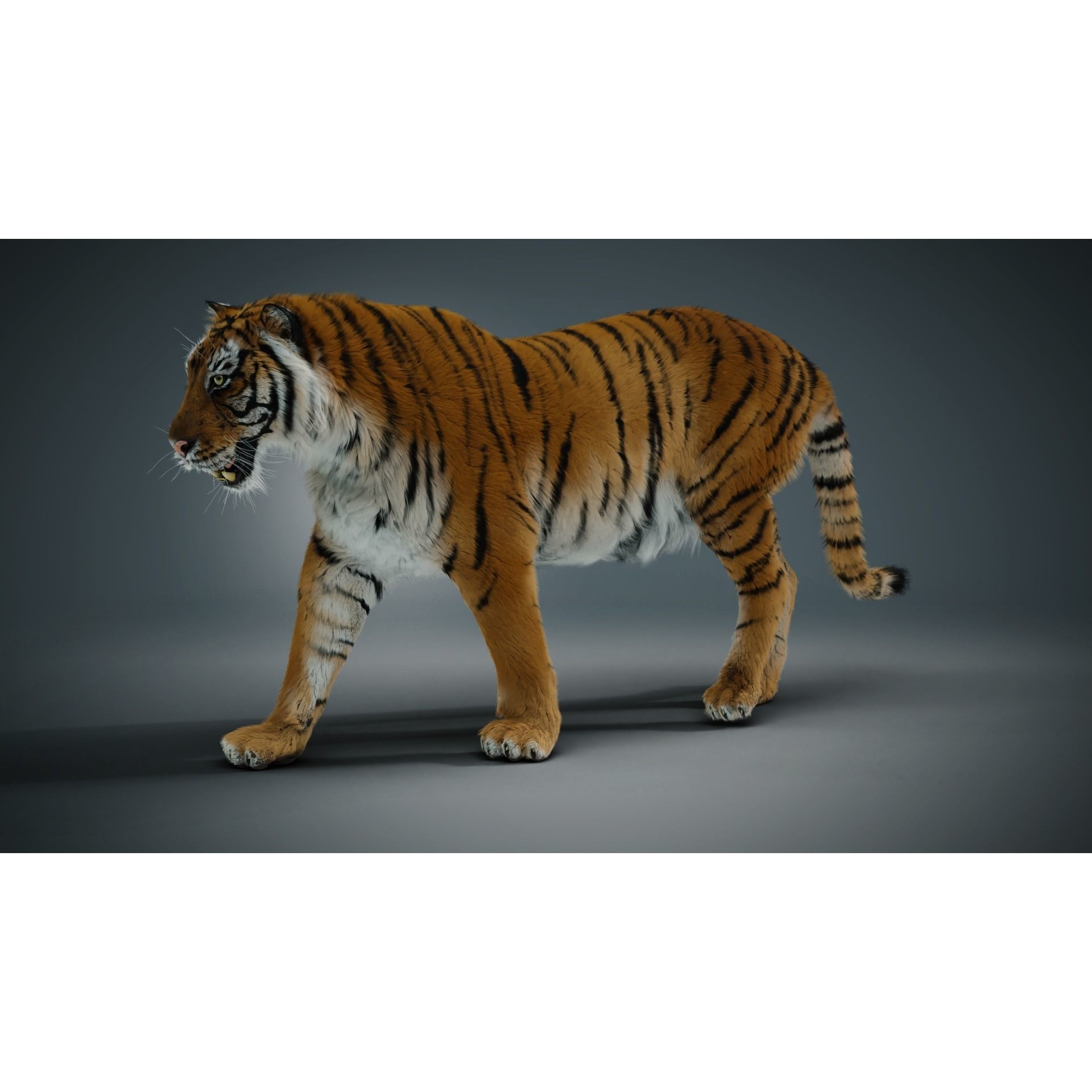 Siberian tiger 3D model 6