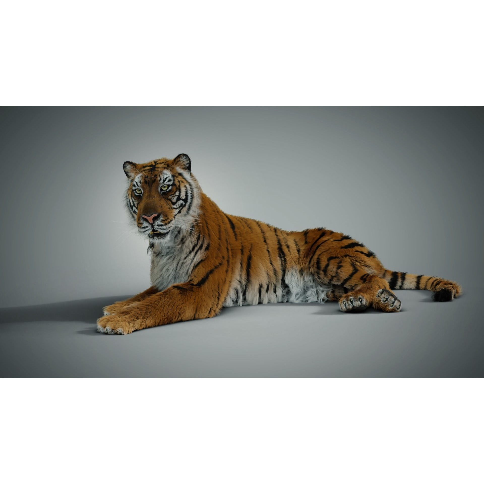 Siberian tiger 3D model 7