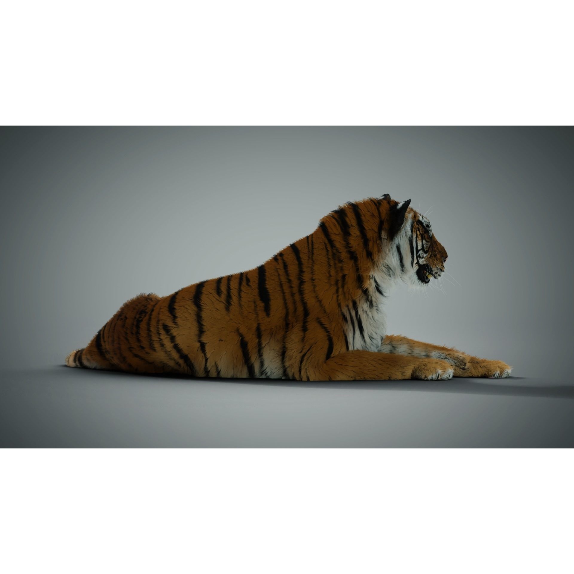 Siberian tiger 3D model 8