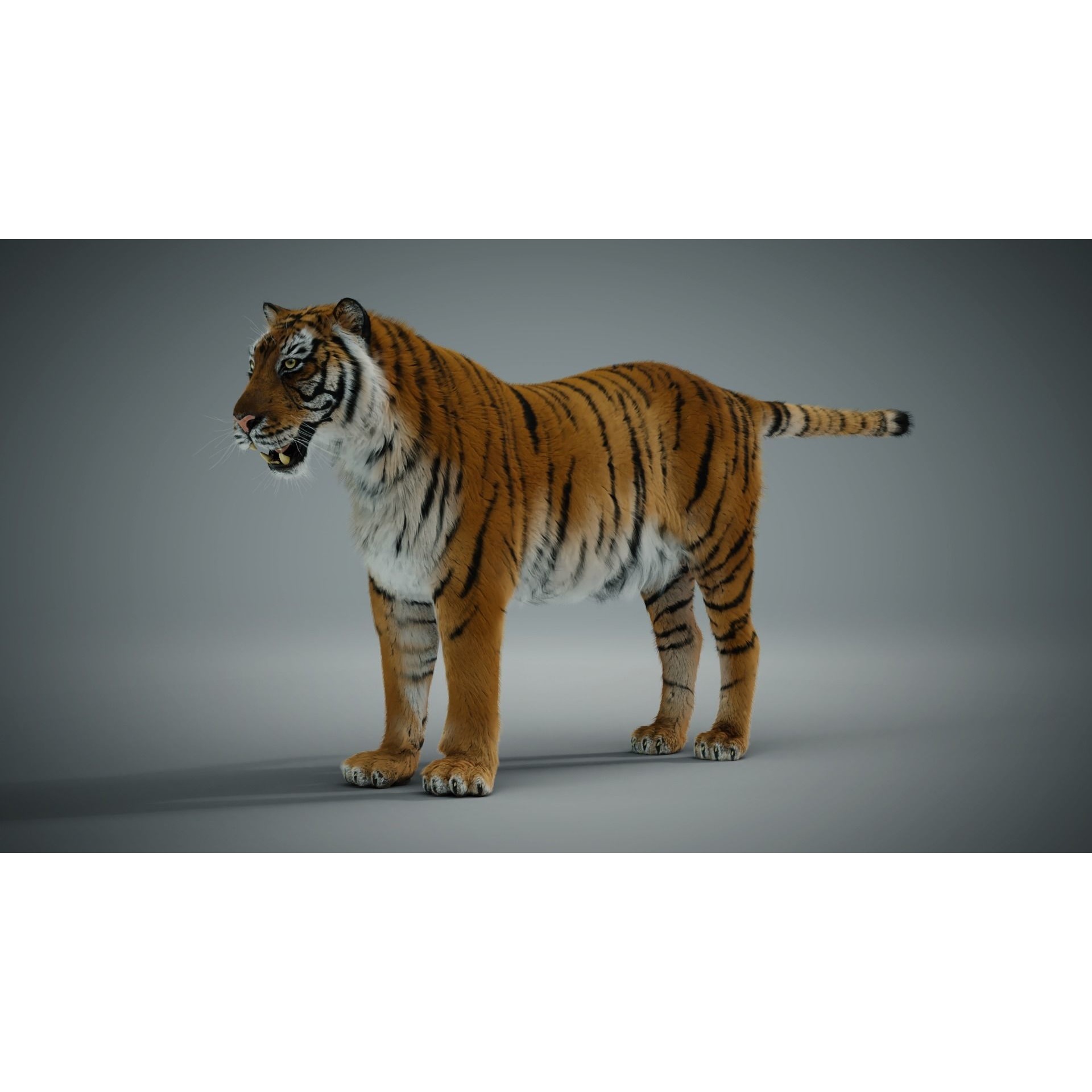 Siberian tiger 3D model 9