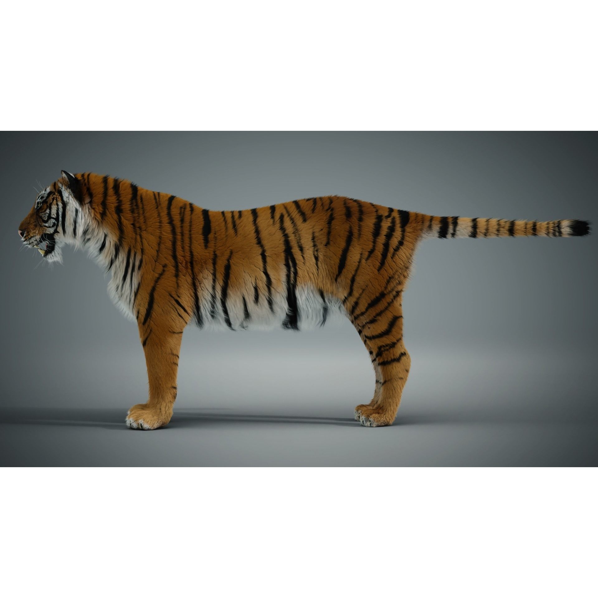 Siberian tiger 3D model 10