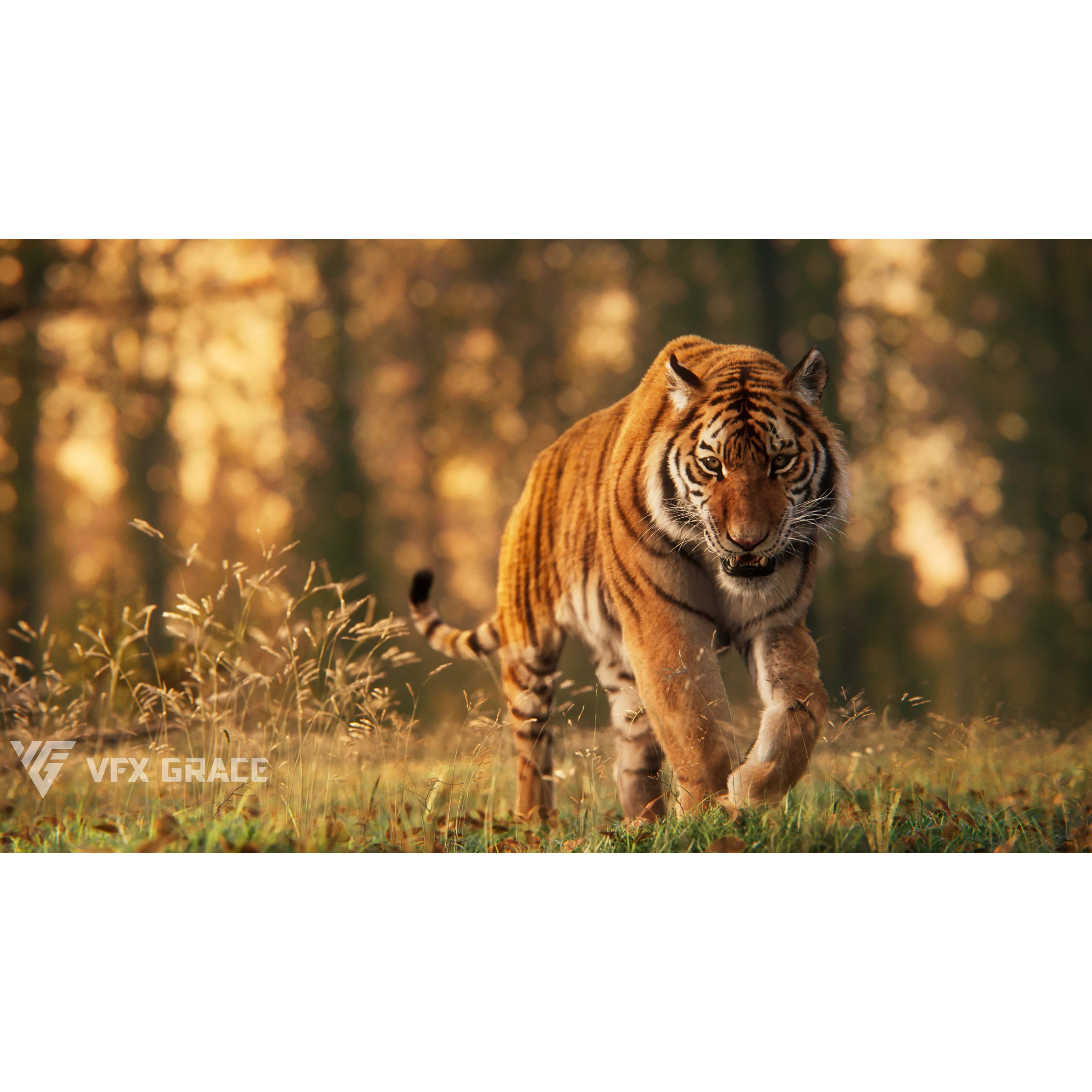 Siberian Tiger Animated VFX Grace 3D model