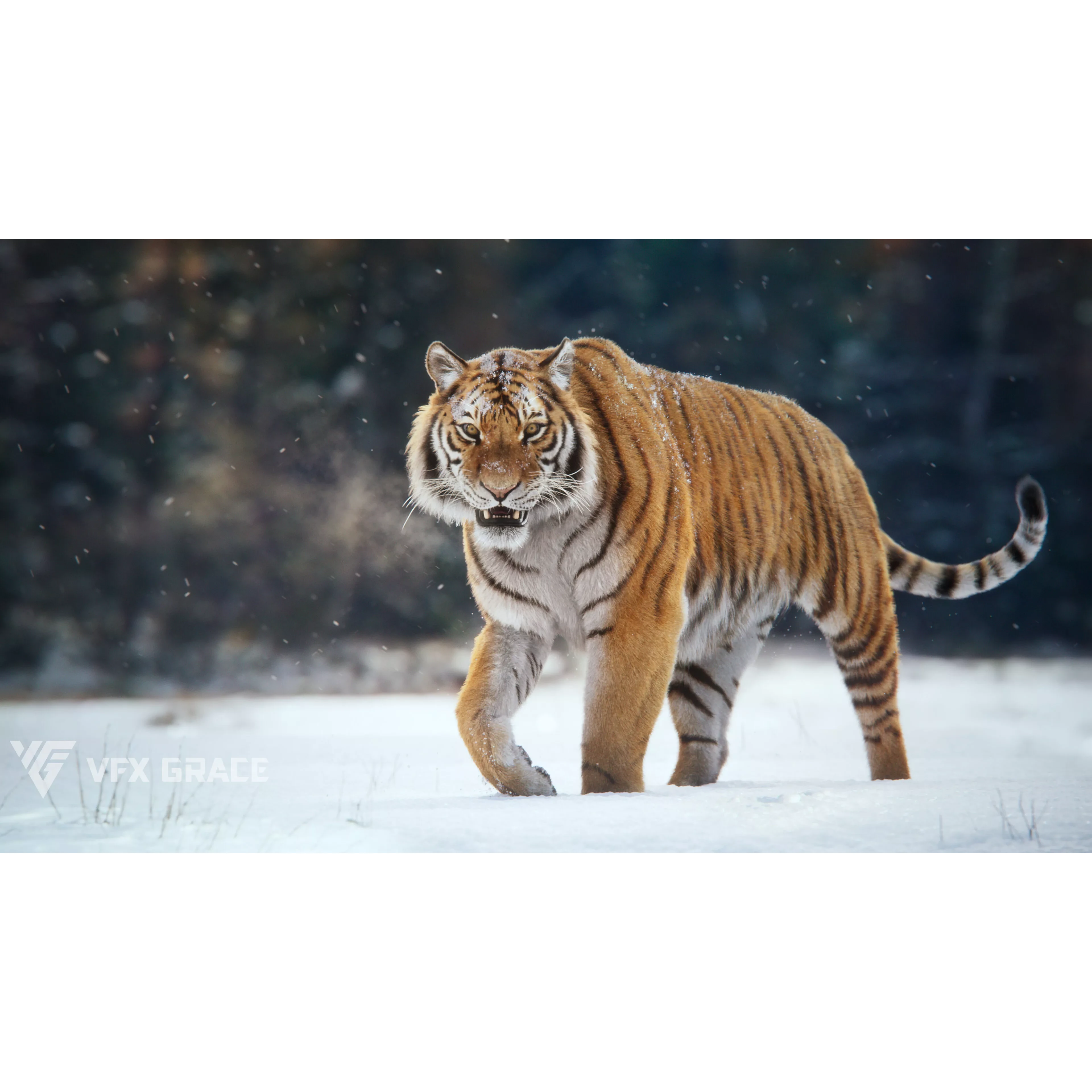 Siberian Tiger Animated VFX Grace 3D model 2