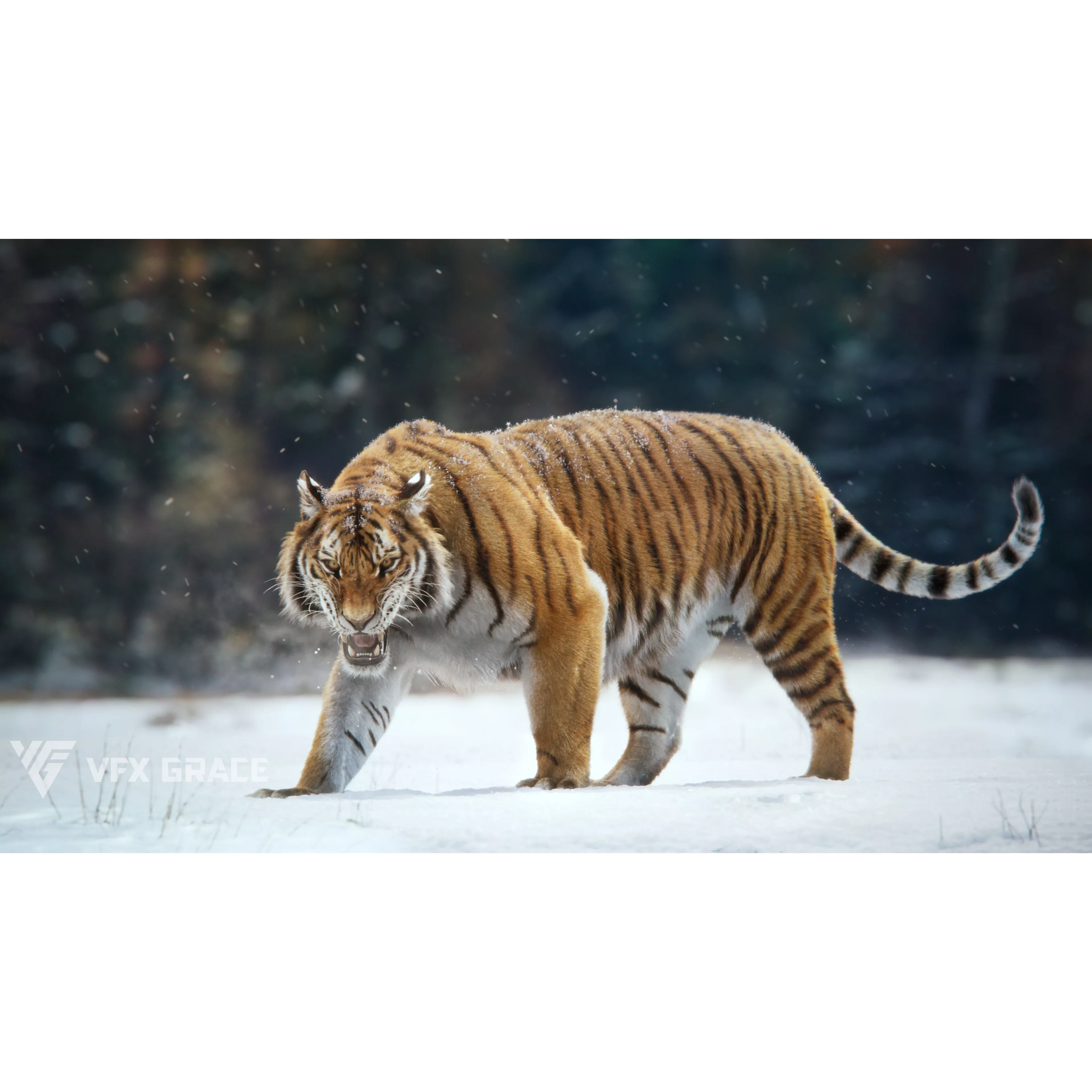 Siberian Tiger Animated VFX Grace 3D model 3