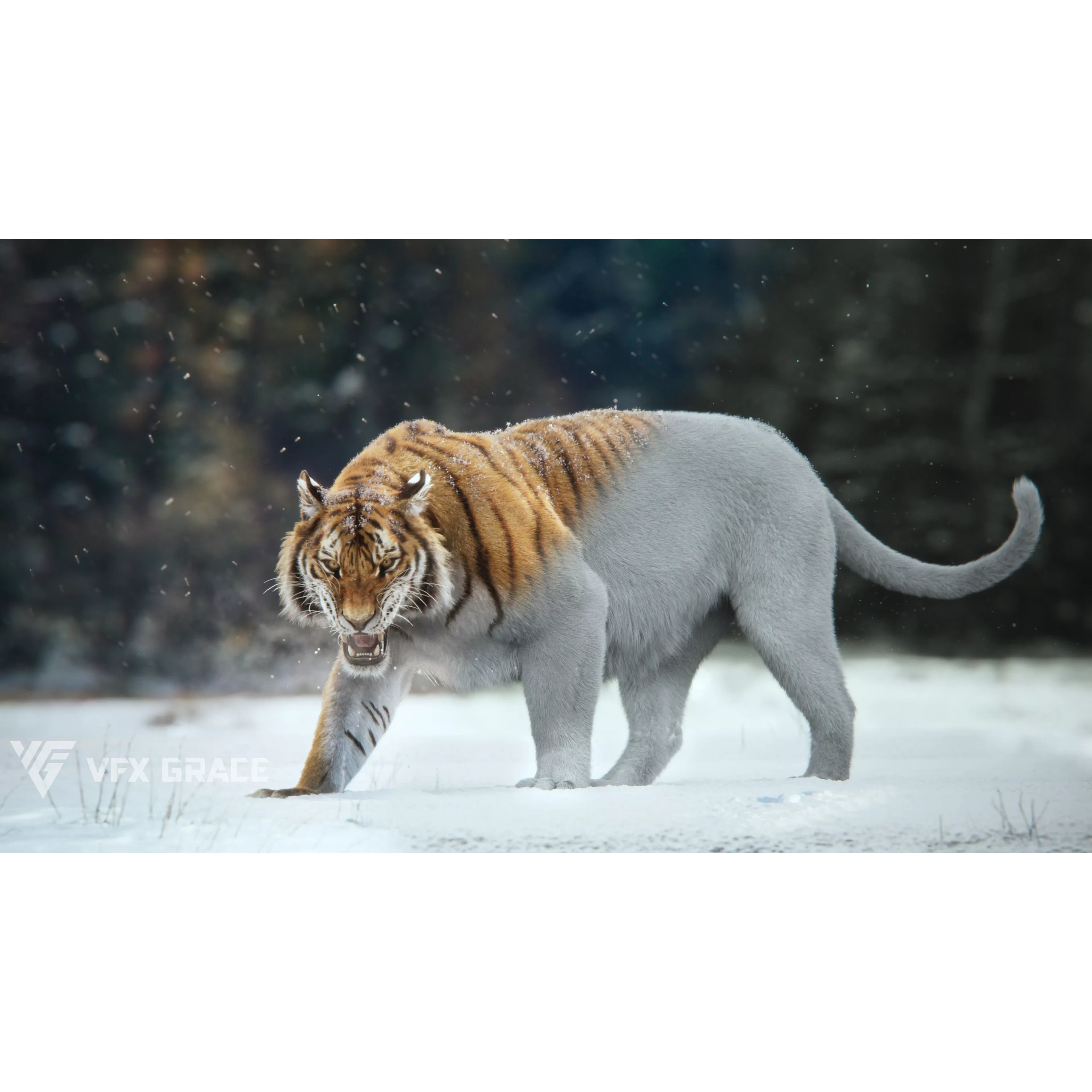 Siberian Tiger Animated VFX Grace 3D model 5