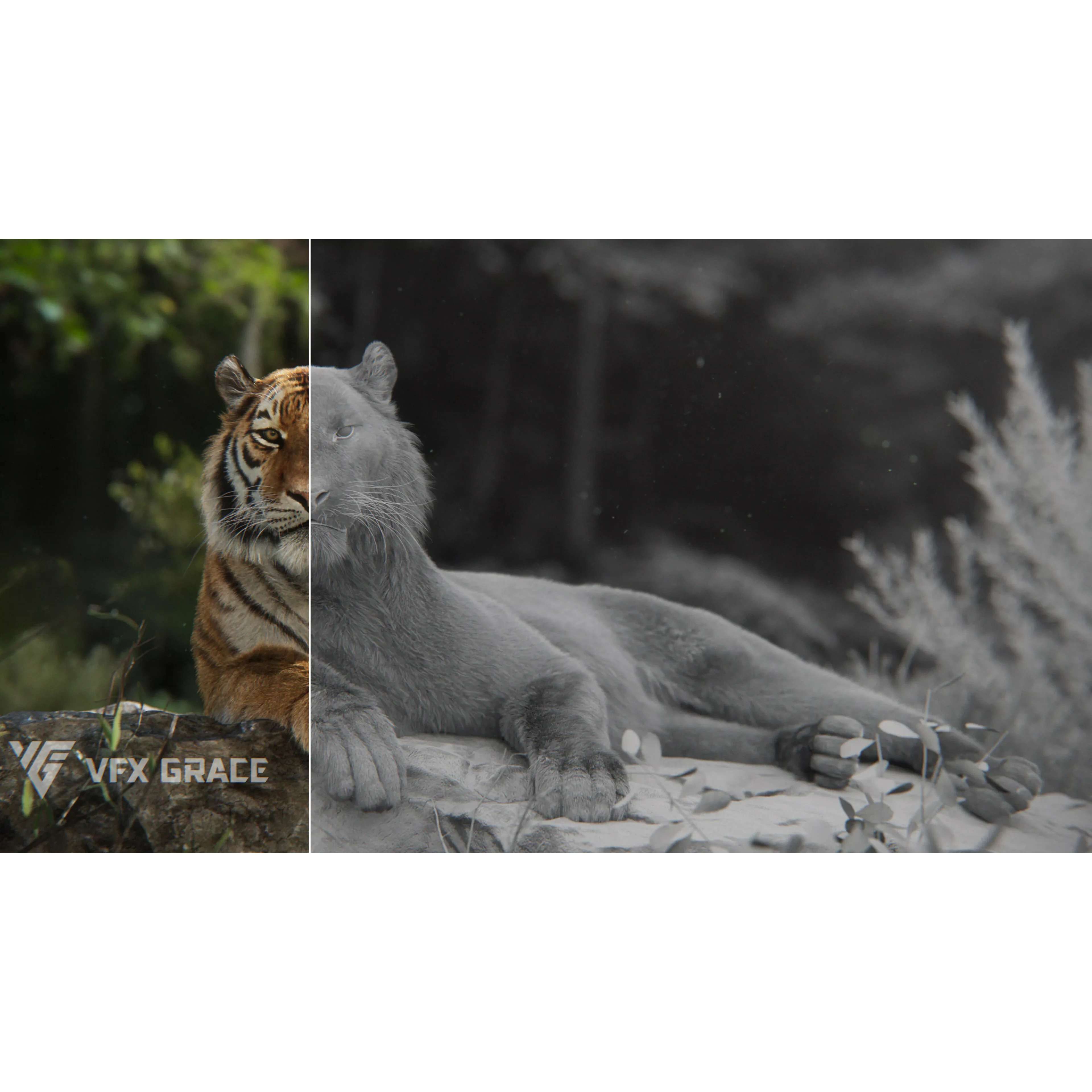 Siberian Tiger Animated VFX Grace 3D model 6