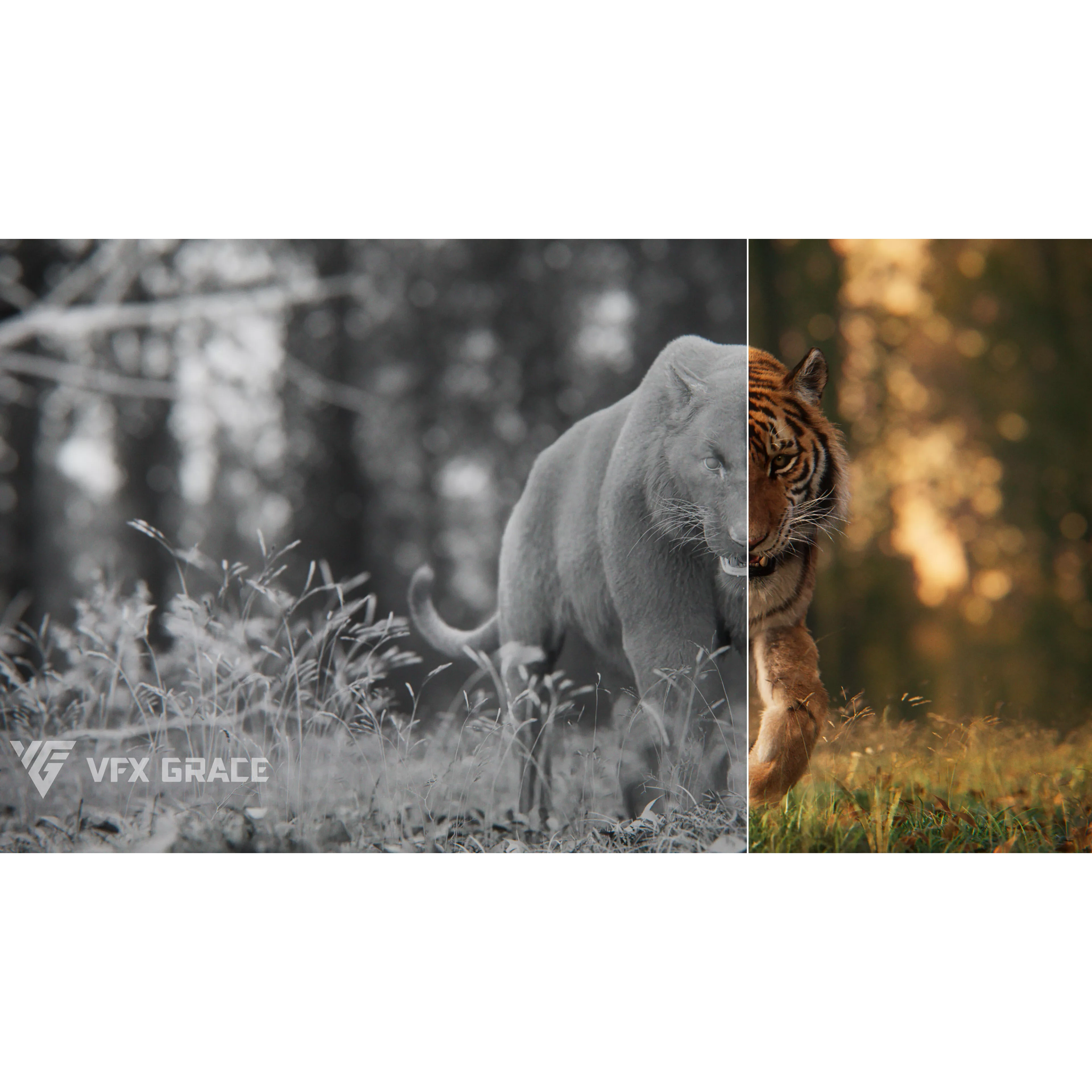 Siberian Tiger Animated VFX Grace 3D model 7