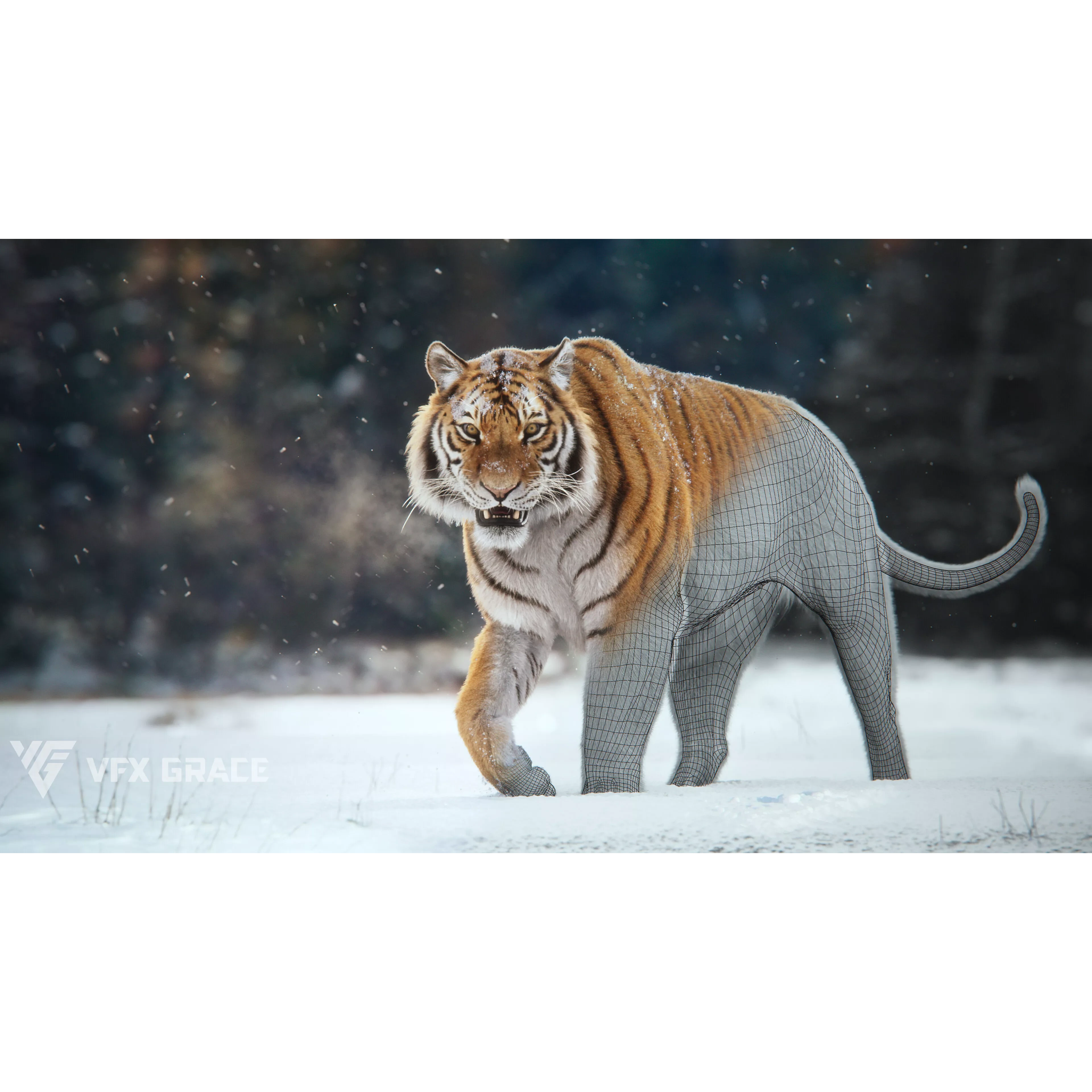 Siberian Tiger Animated VFX Grace 3D model 8