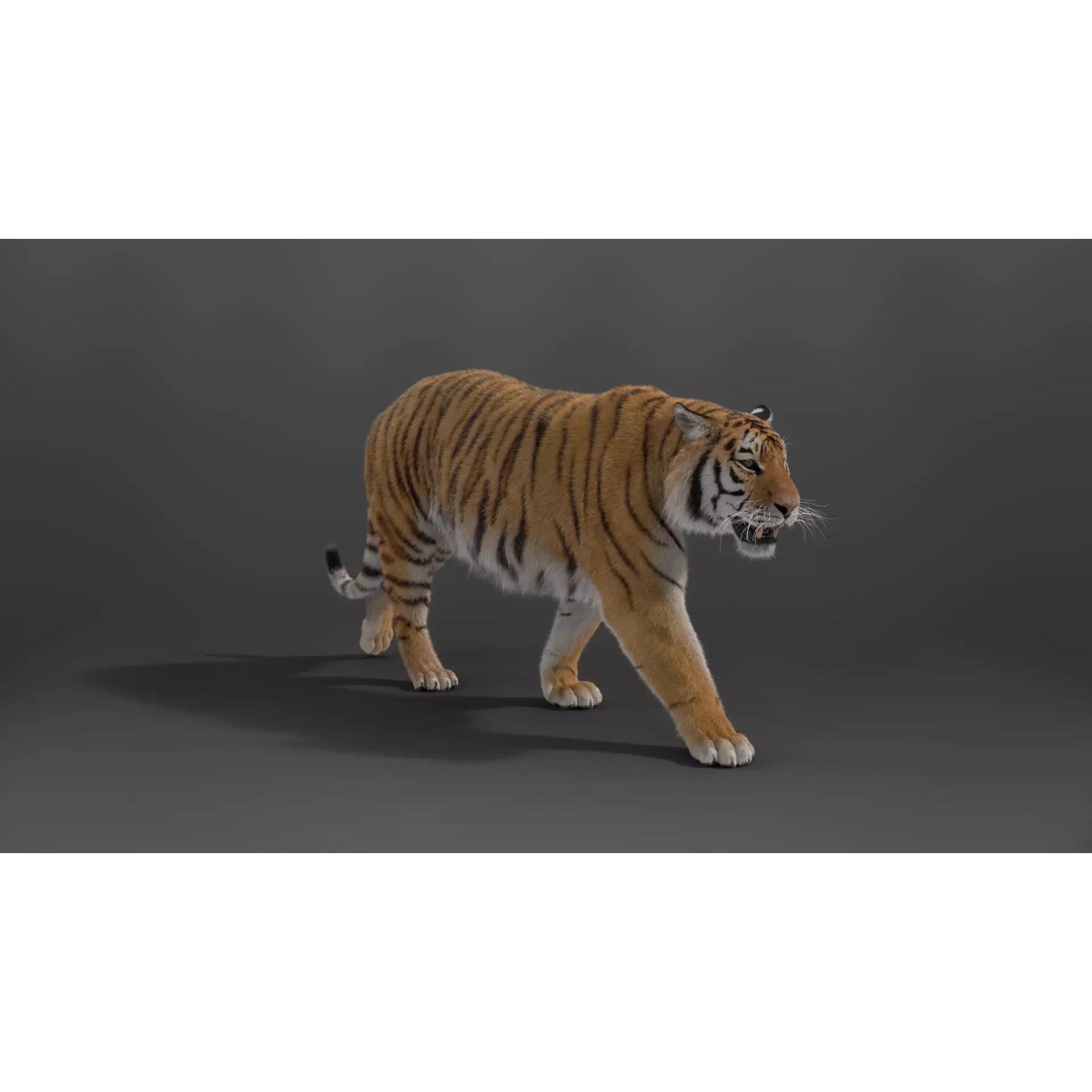 Siberian Tiger Animated VFX Grace 3D model 9