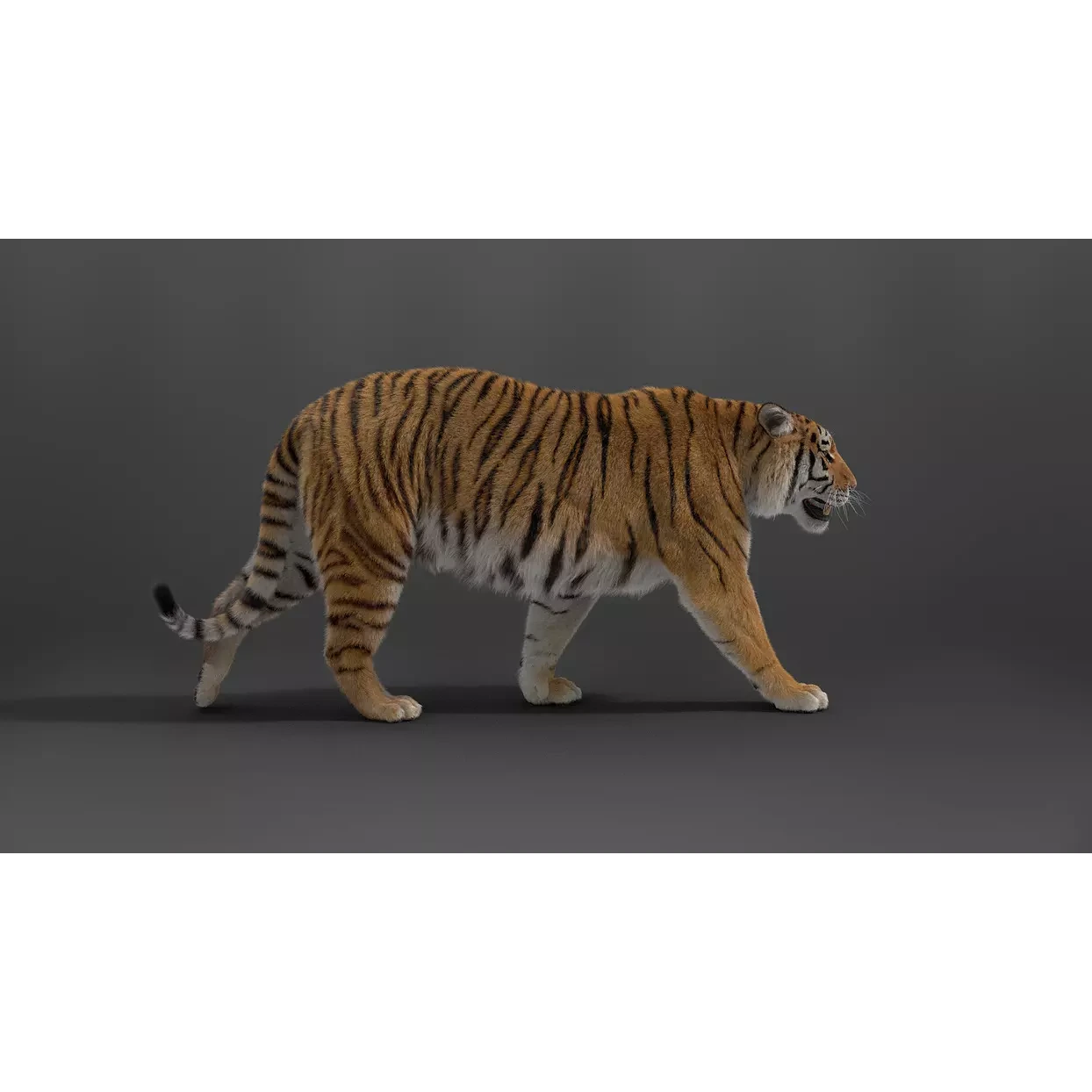 Siberian Tiger Animated VFX Grace 3D model 10