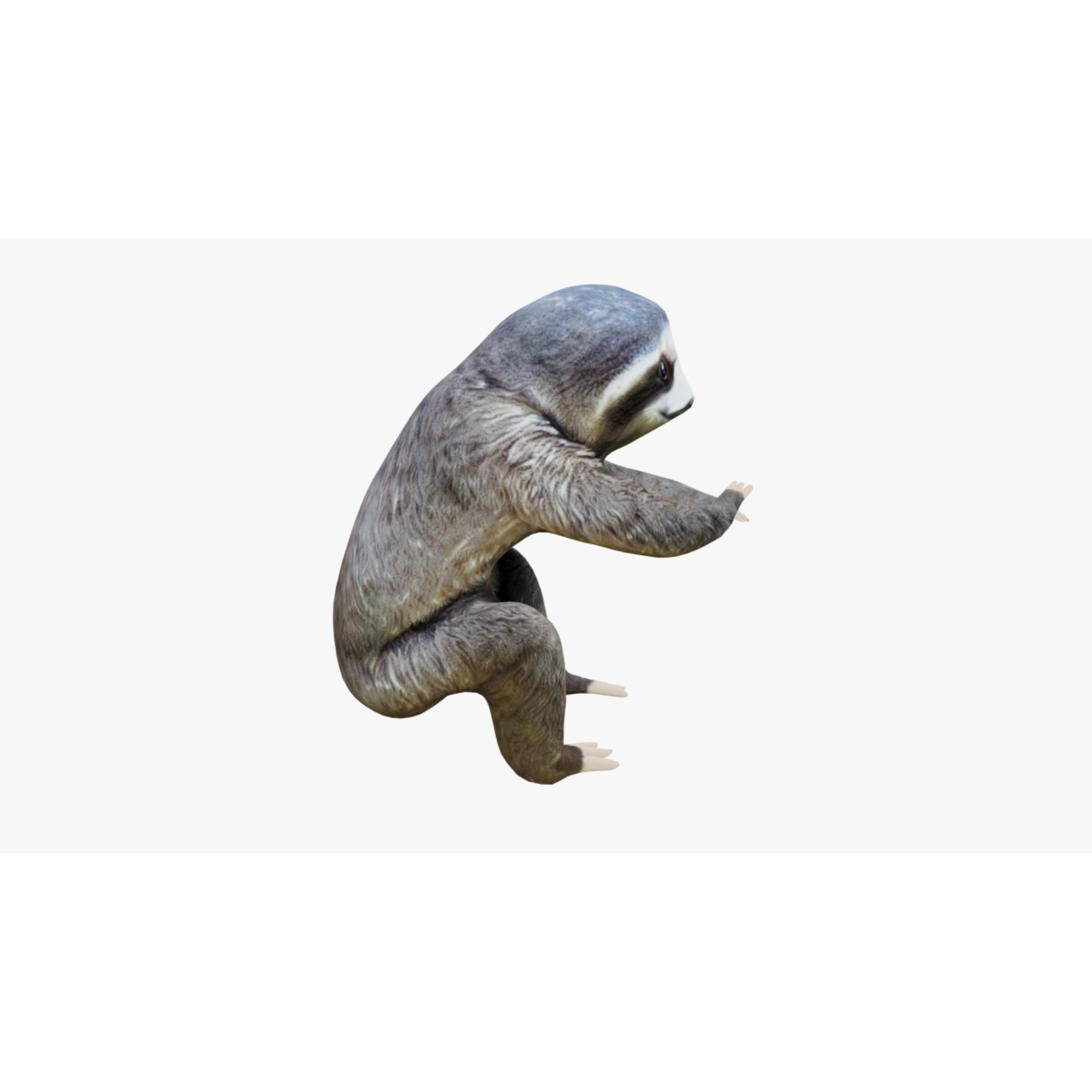 Sloth Free 3D model 5