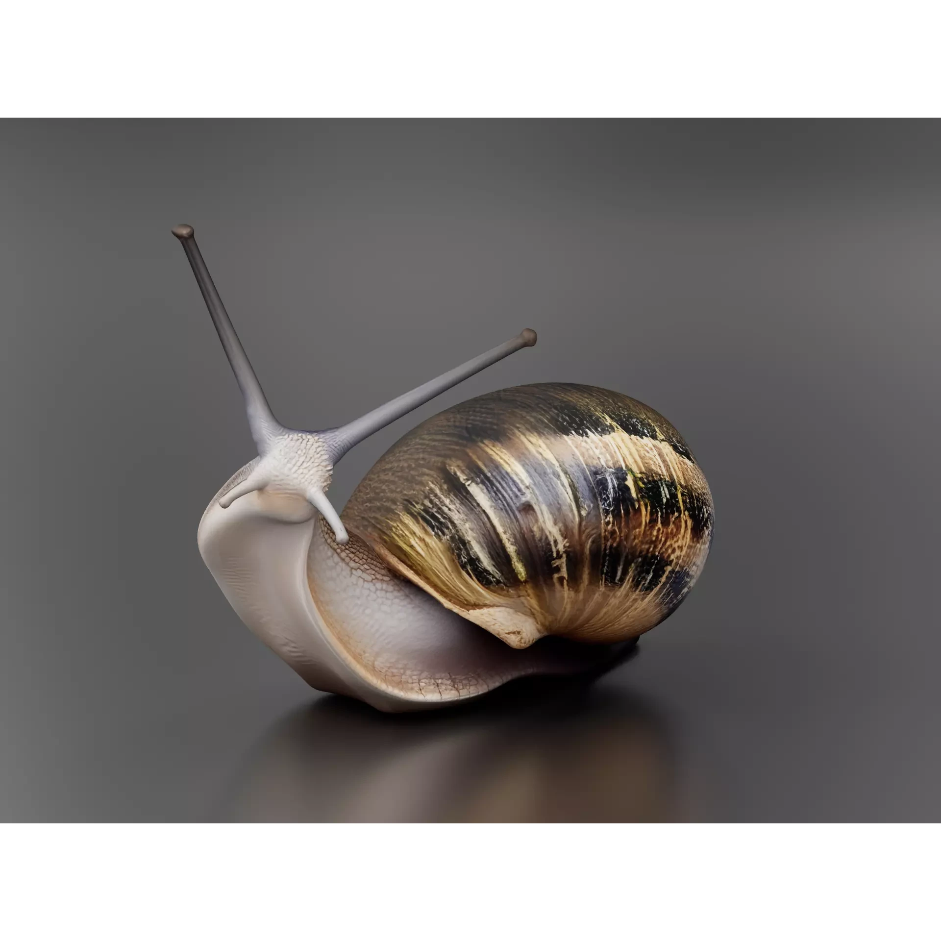 Snail 1 Low-poly 3D model