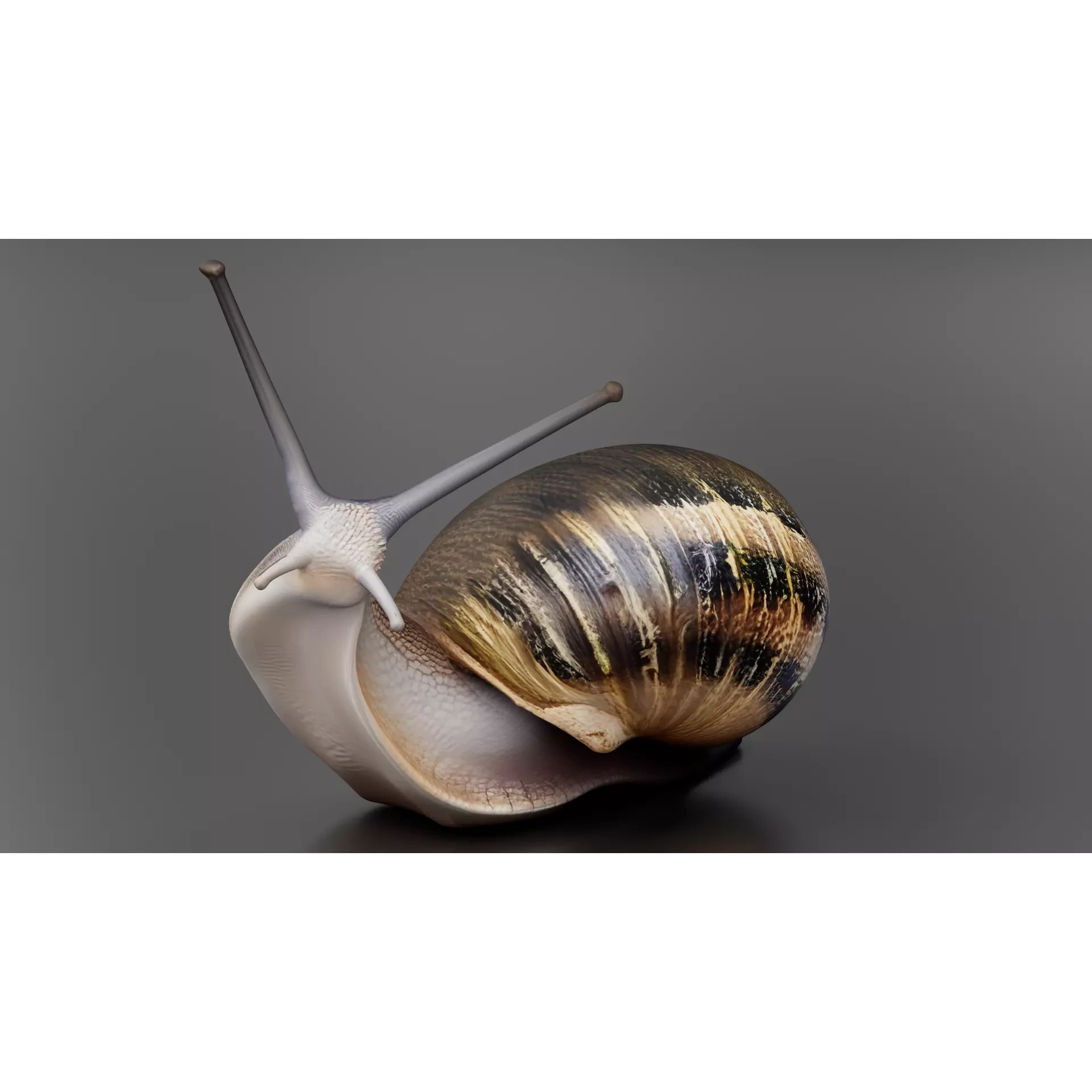 Snail 1 Low-poly 3D model 2